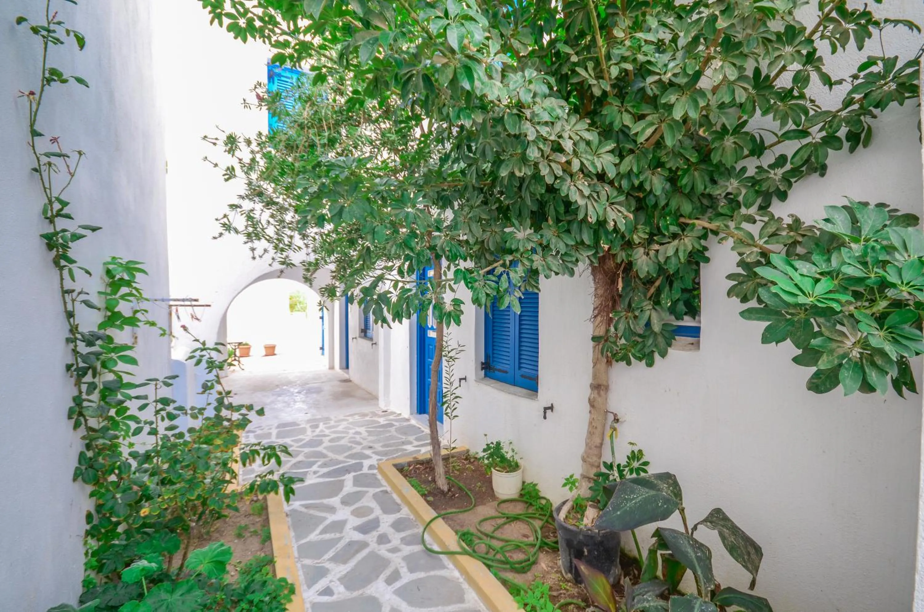 Garden in Summer Dream 1