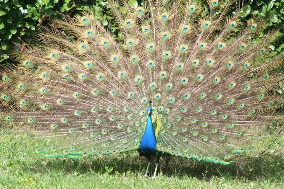 Animals in B & B Evergreen