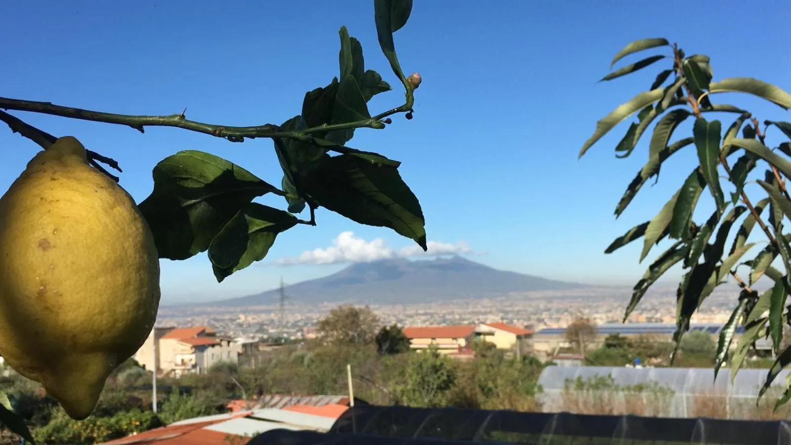 Garden in B & B Evergreen