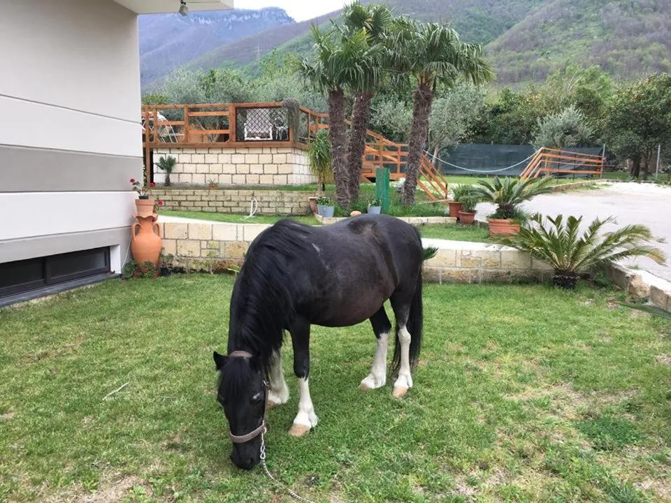 Animals in B & B Evergreen