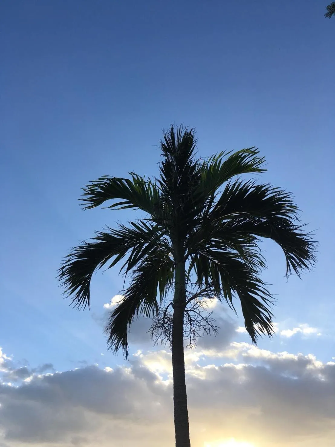 Natural landscape in Y' RISE TO HOTEL Miyakojima