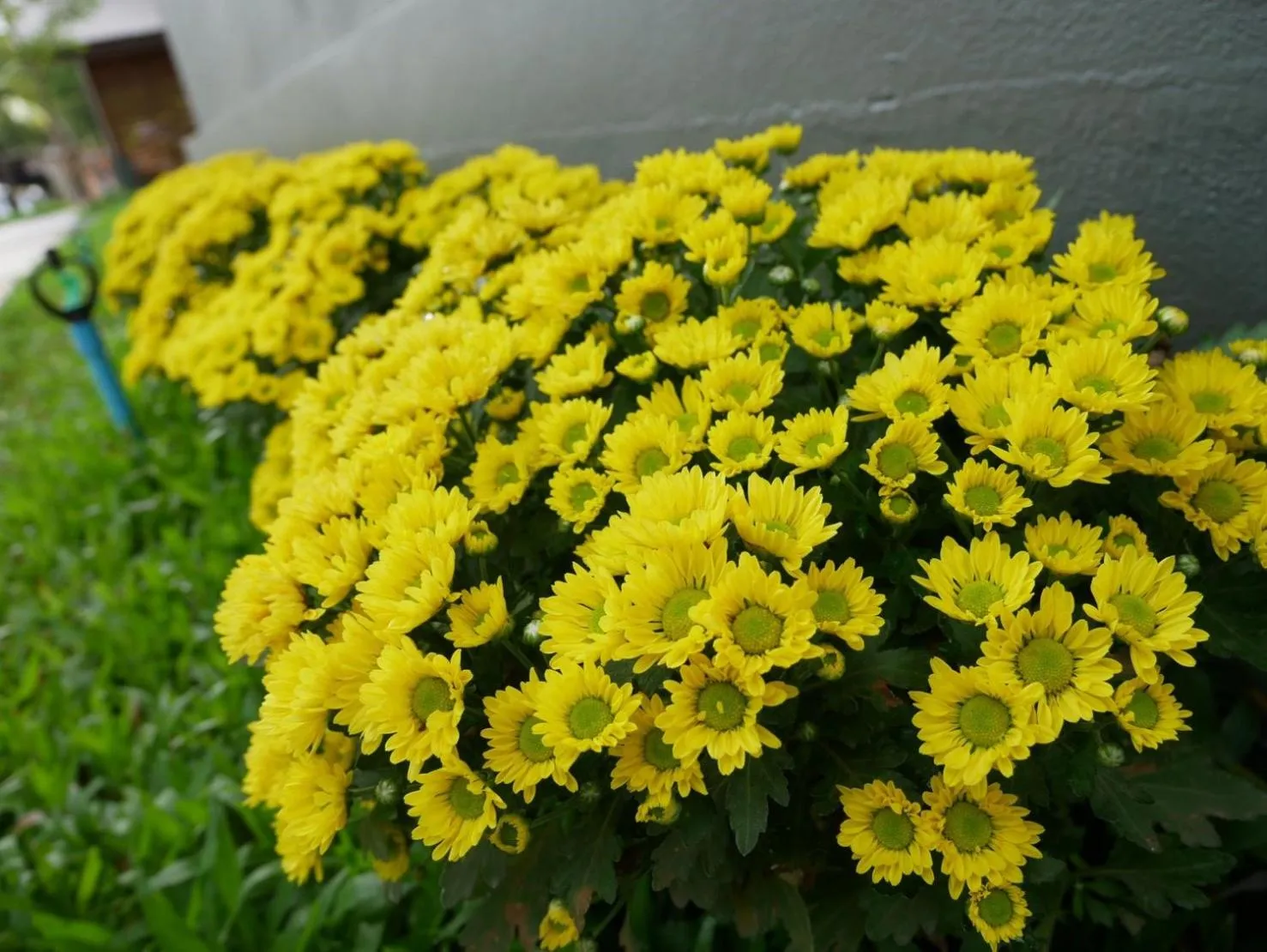 Look at Home Lamphun