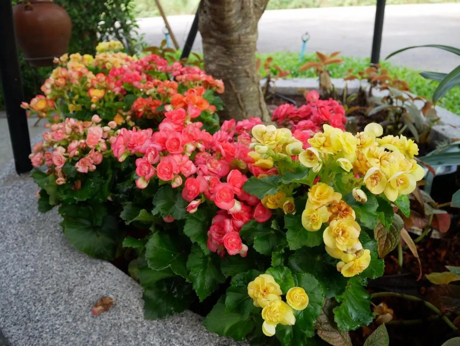 Look at Home Lamphun