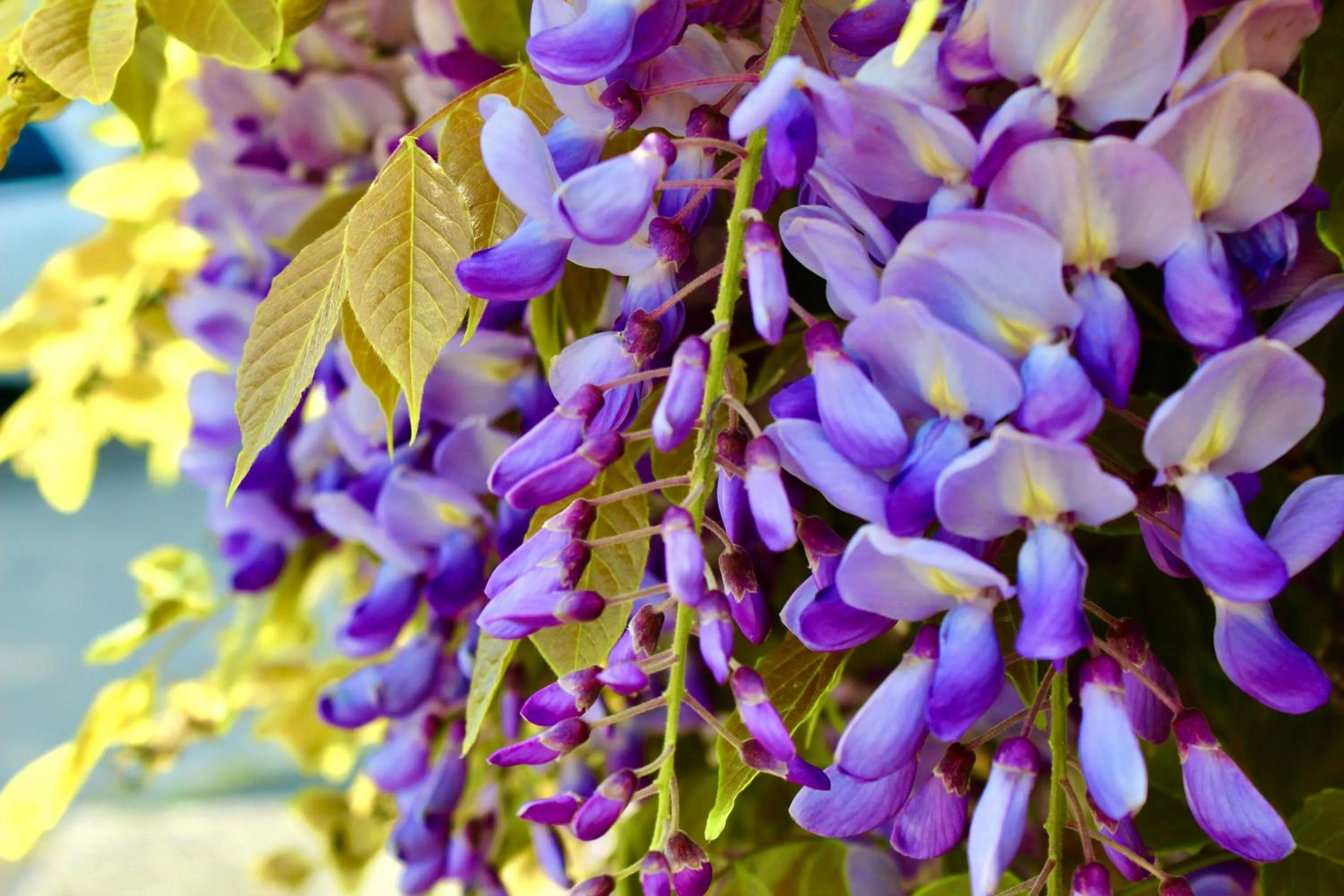 Garden in Hotel Cristina