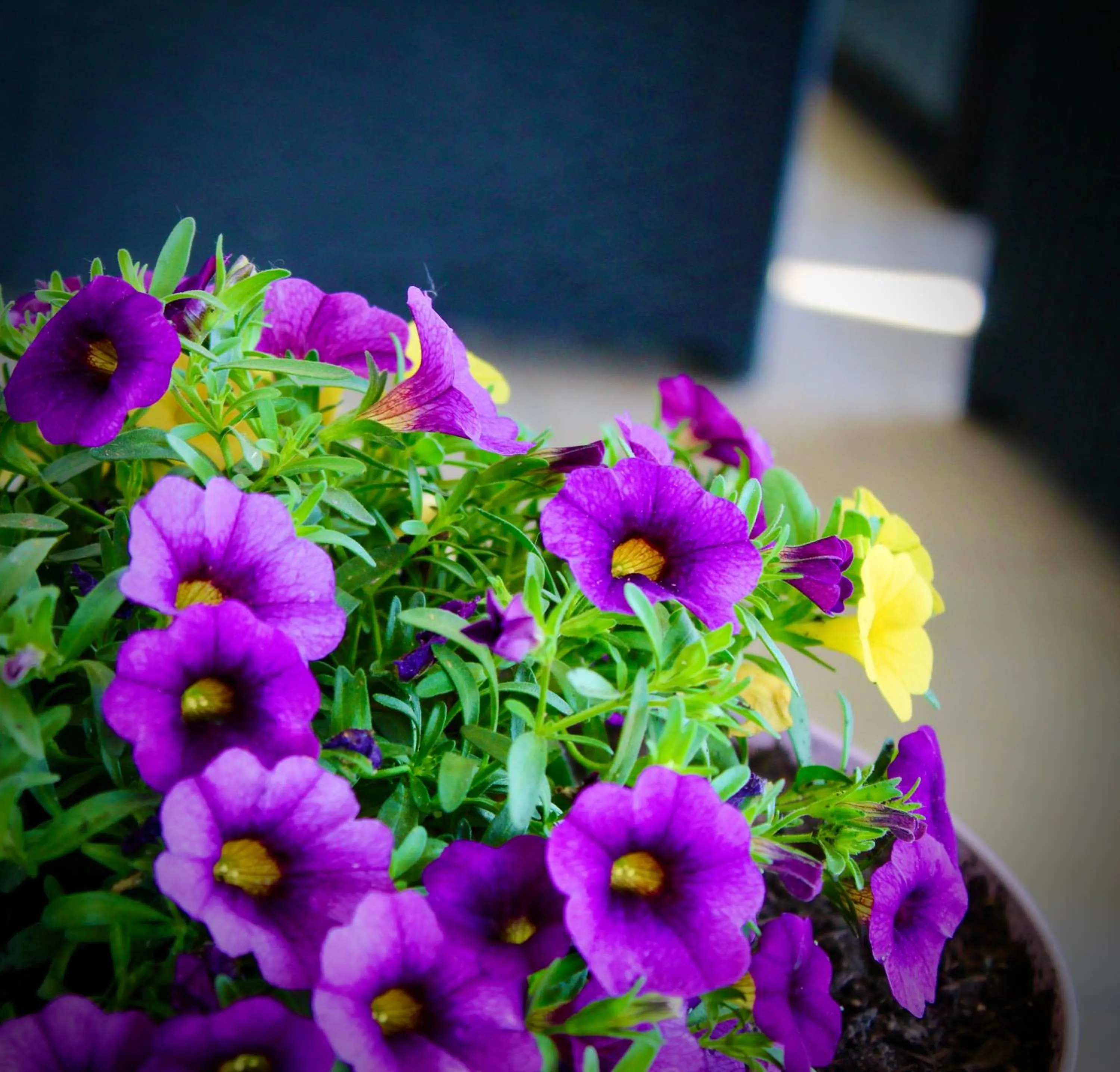 Garden in Hotel Cristina