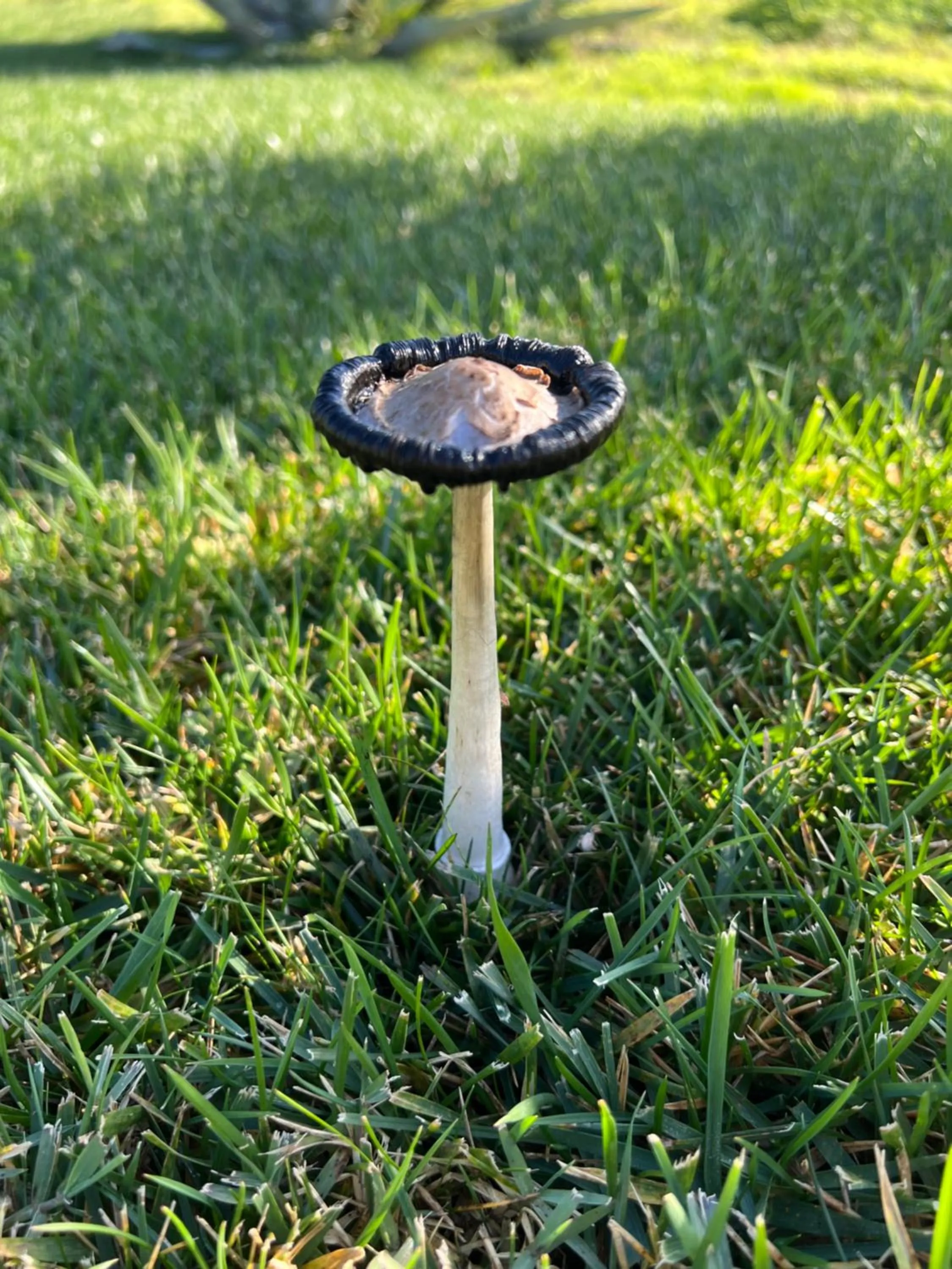Garden in Quinta Saleiro Guesthouse