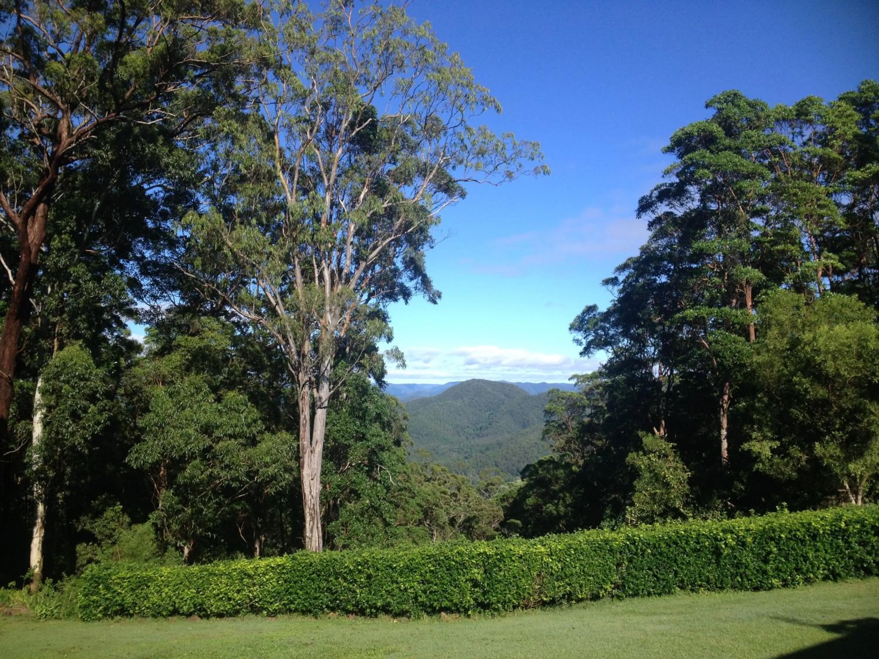 Natural landscape in Mapleton Falls Accommodation