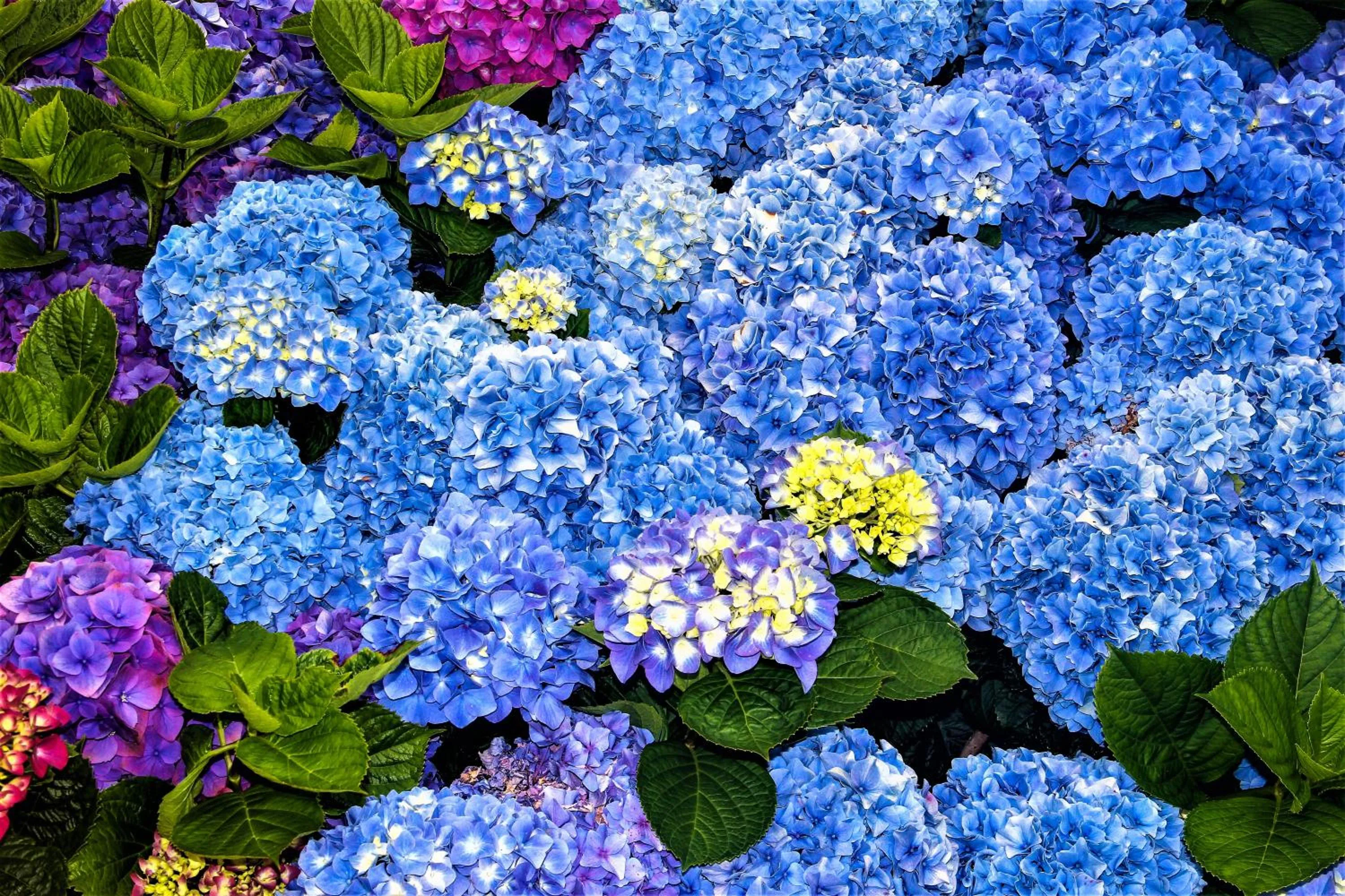 Garden in CASA INTI / INTI HOUSE FURNAS