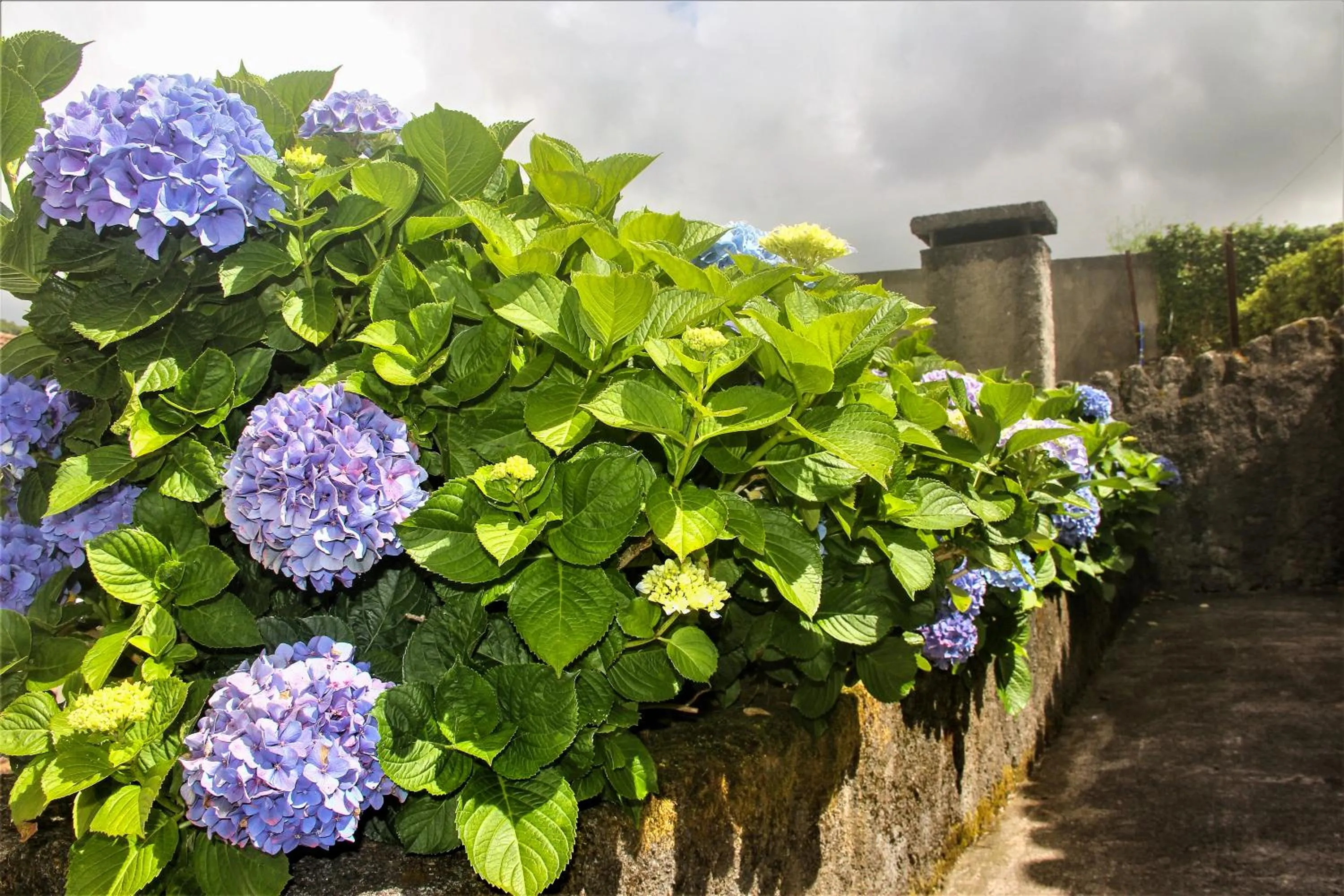 Garden in CASA INTI / INTI HOUSE FURNAS