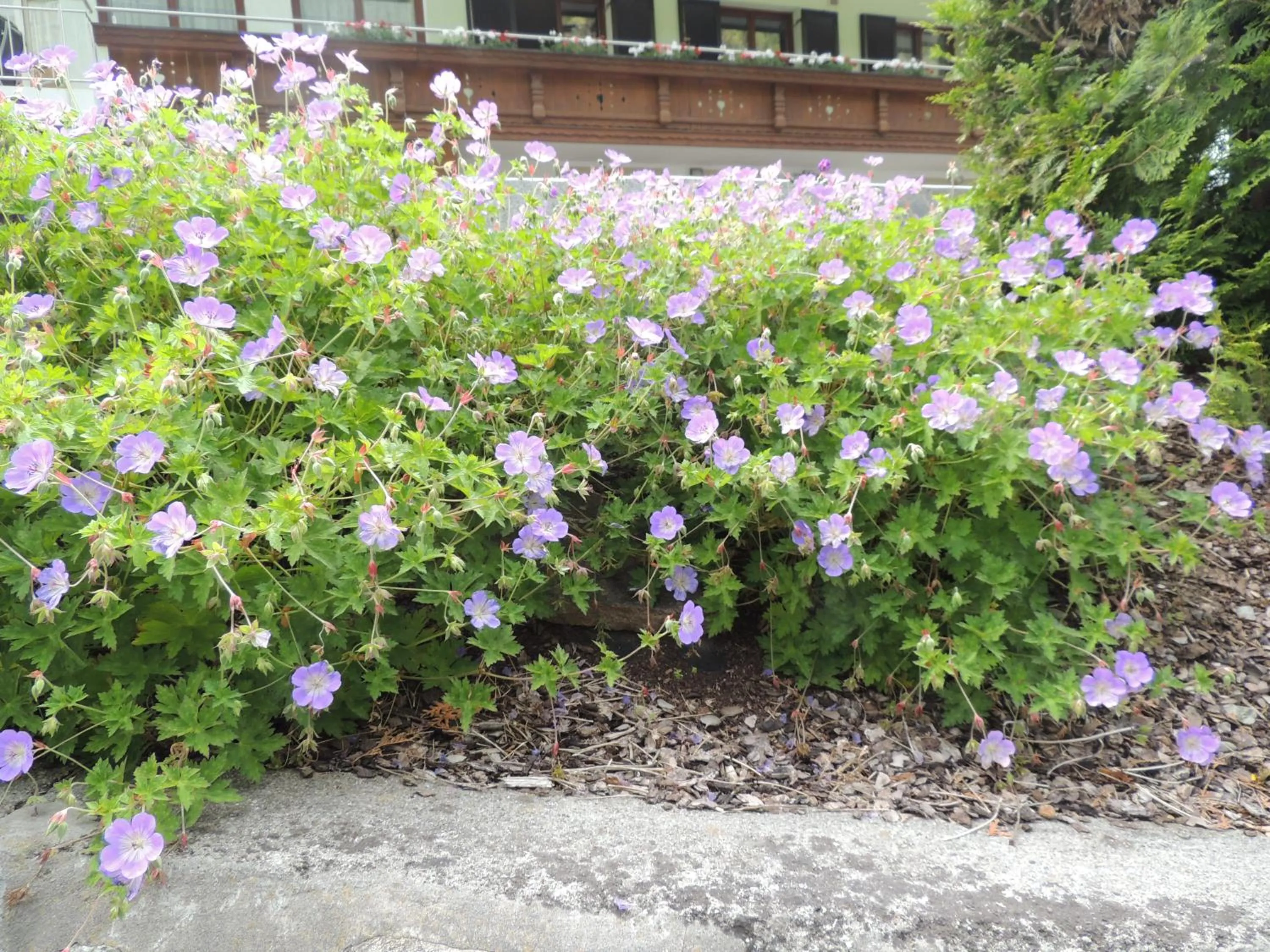 Off site in Haus Gafrina