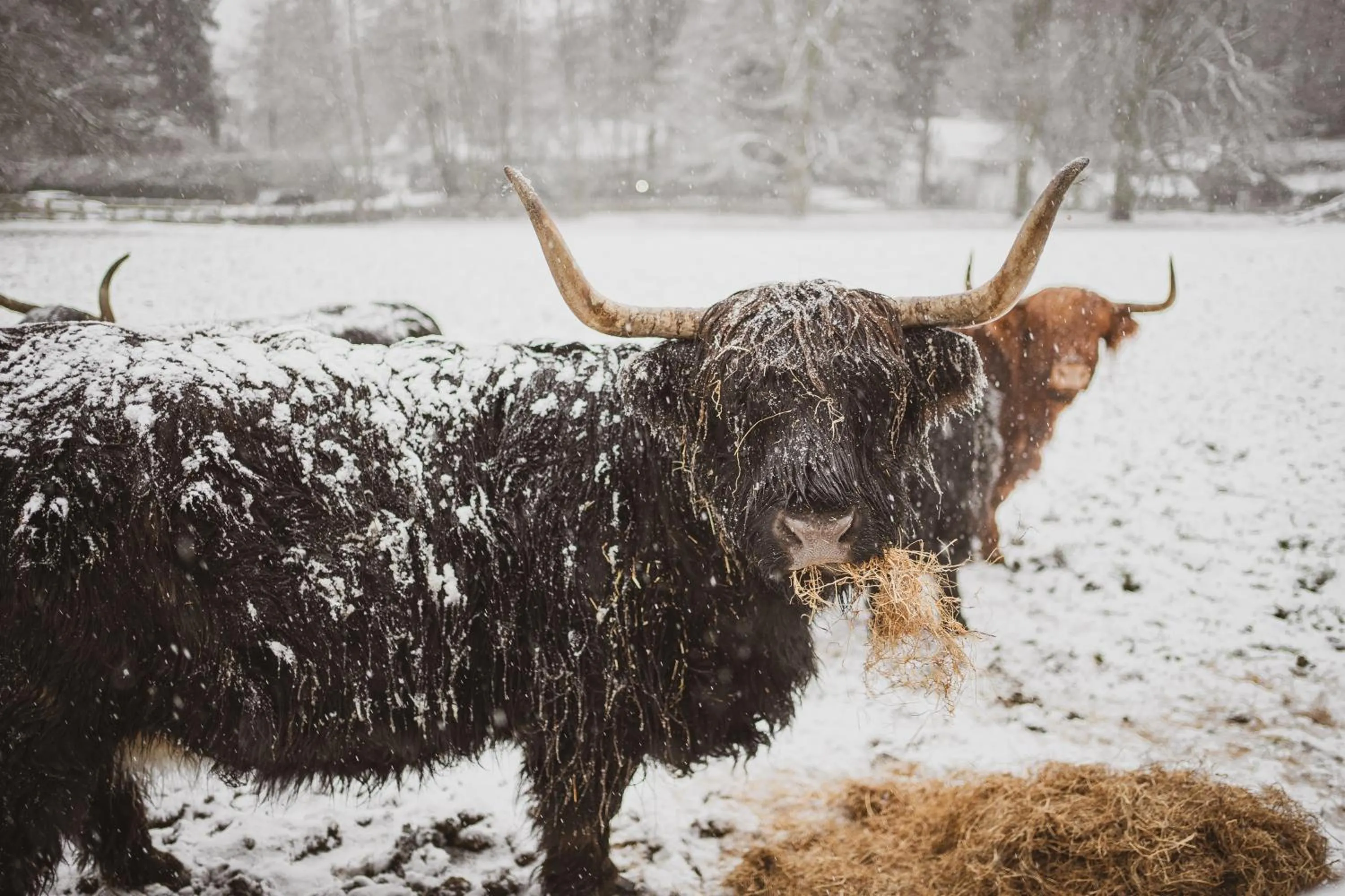 Winter in Merewood Country House Hotel