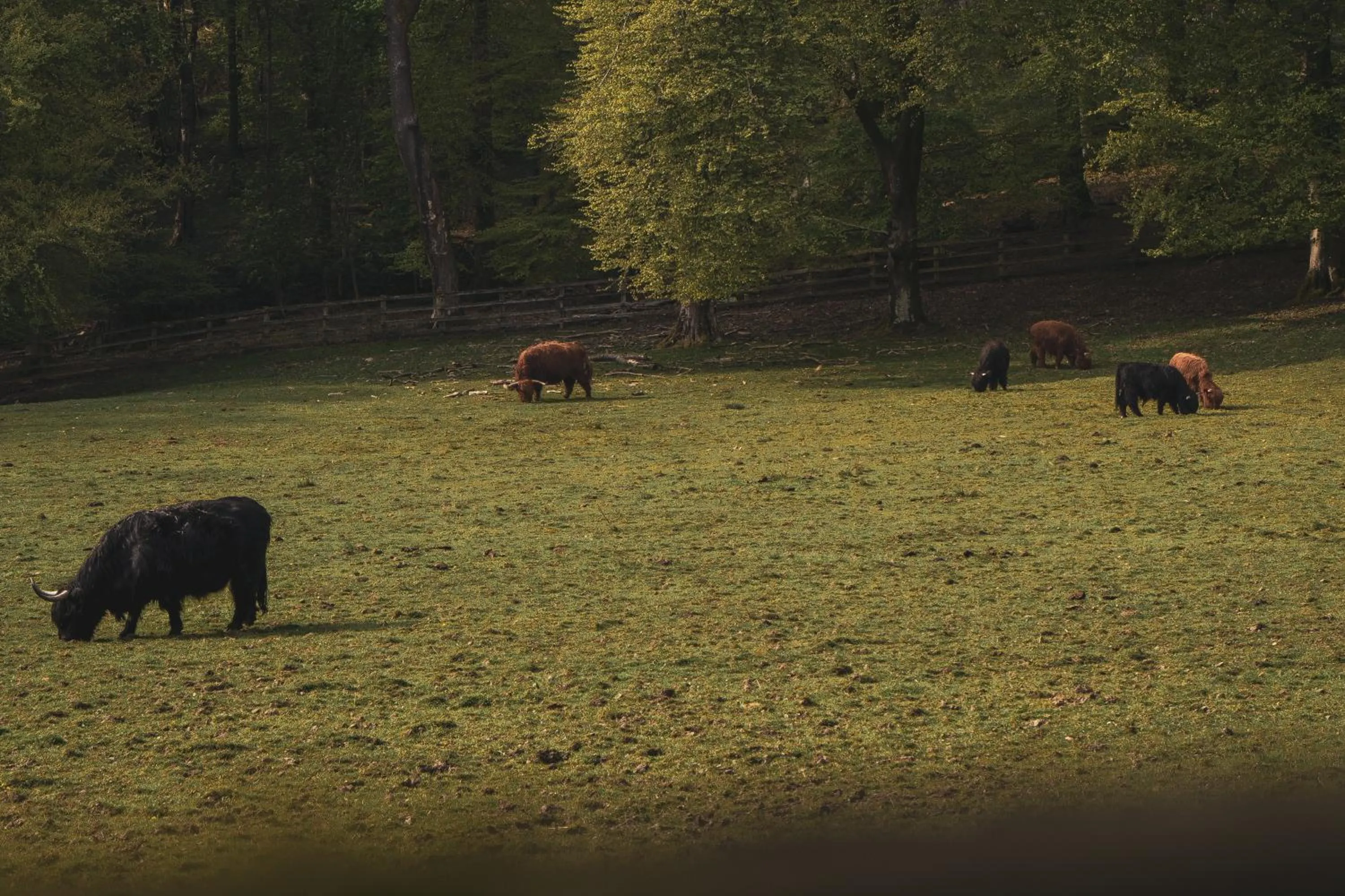 Natural landscape in Merewood Country House Hotel