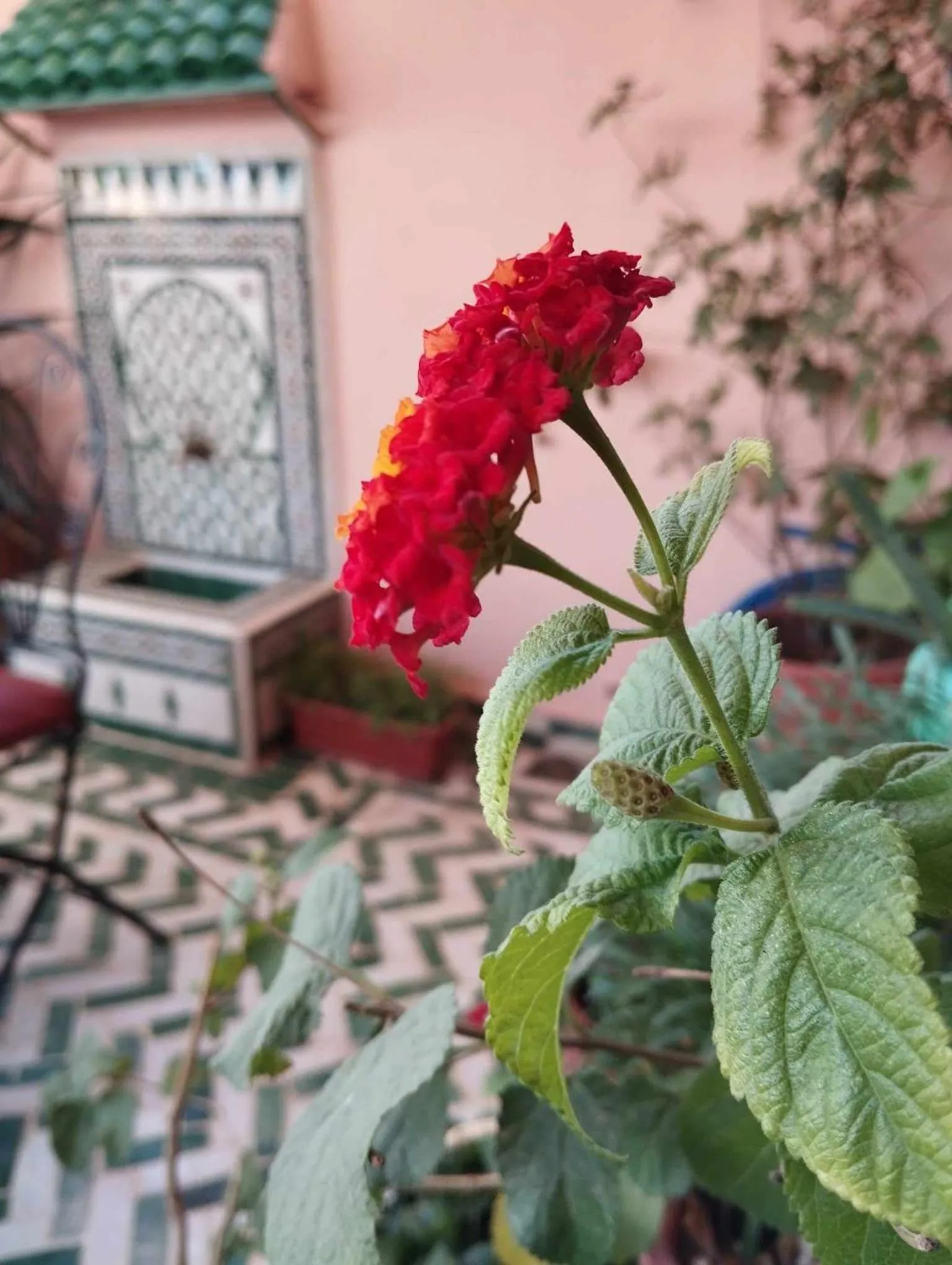 Patio in Dar Lantana