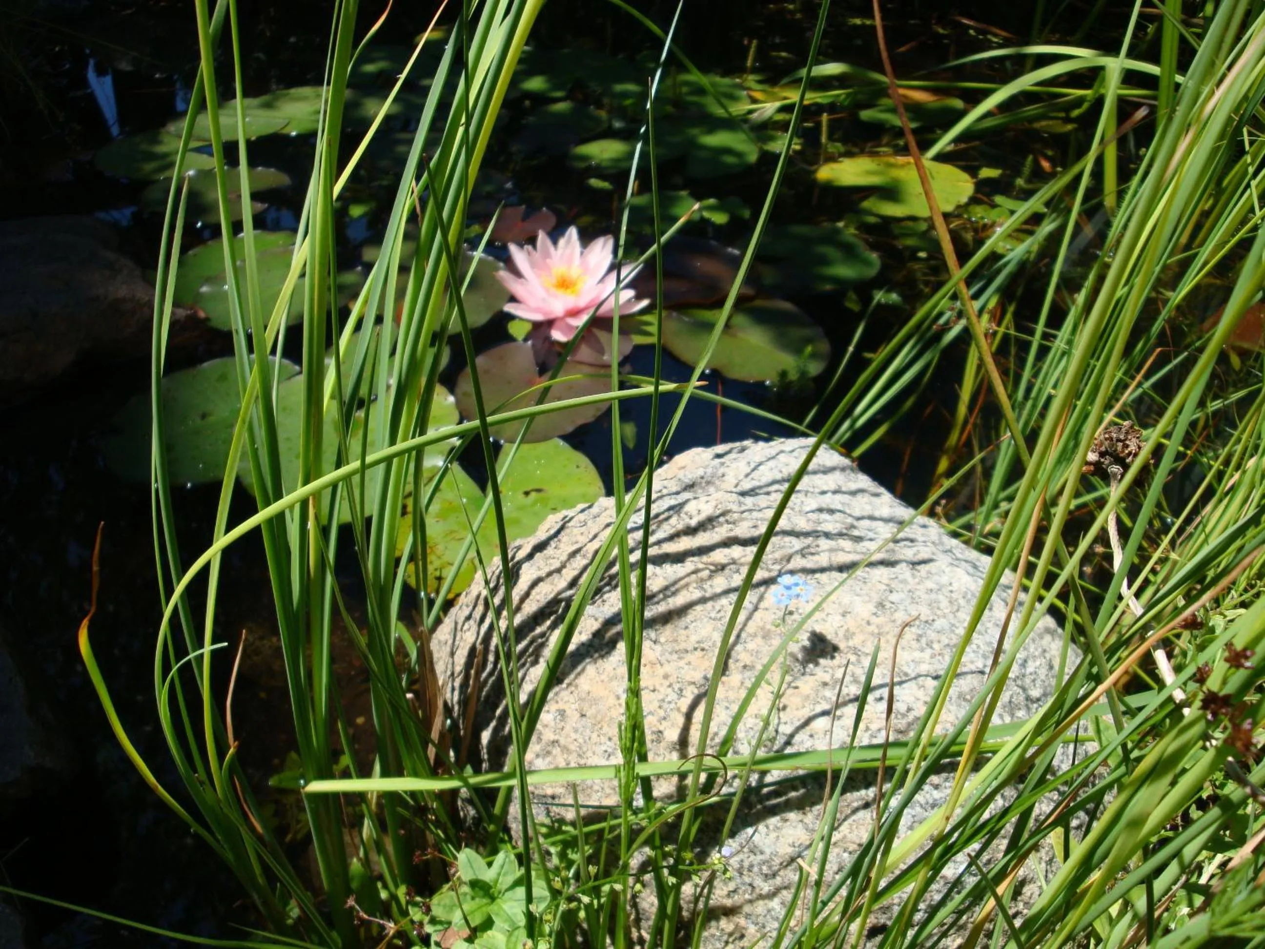 Garden in Residence Hofer
