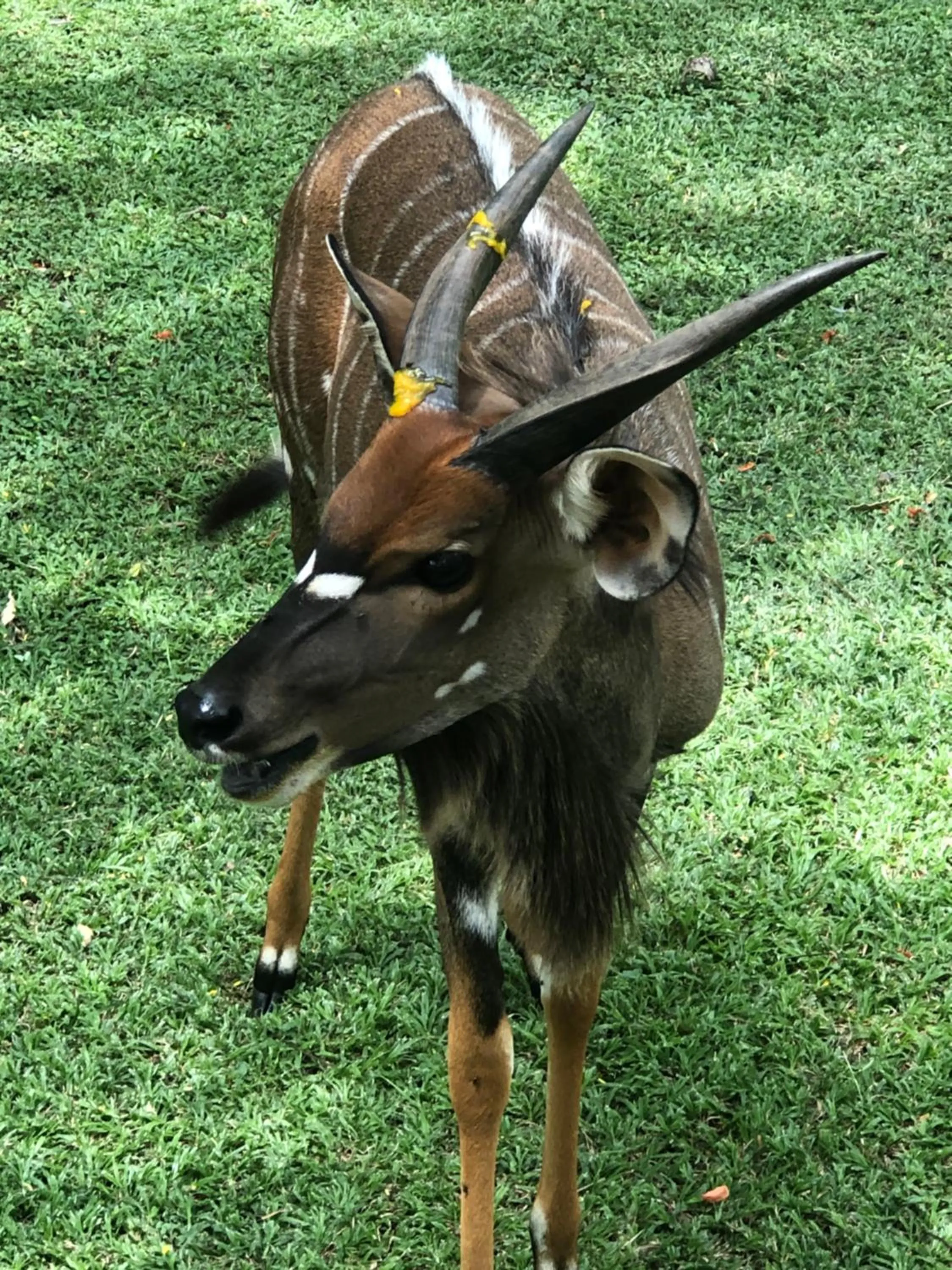 Jock of the Bushveld