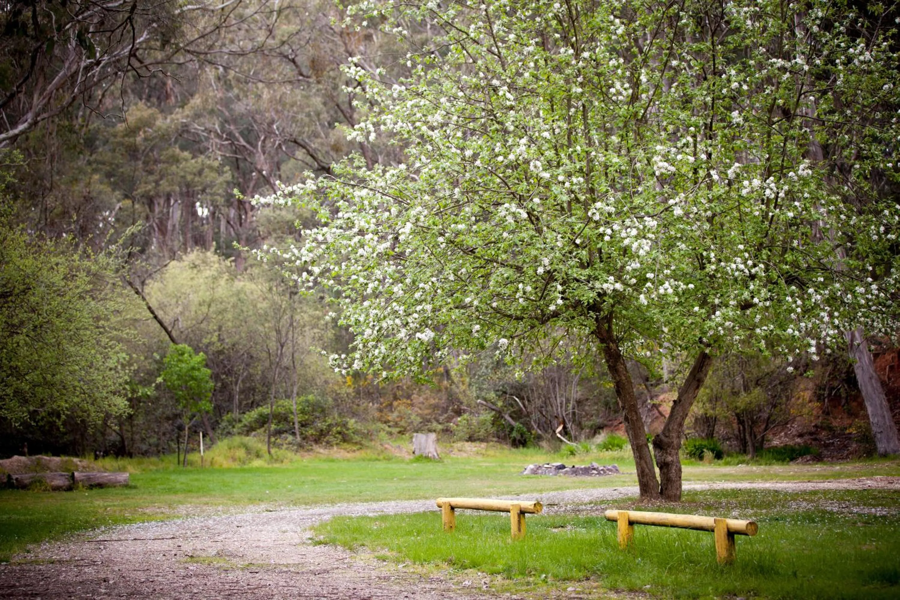 Natural landscape in Beechworth Holiday Park