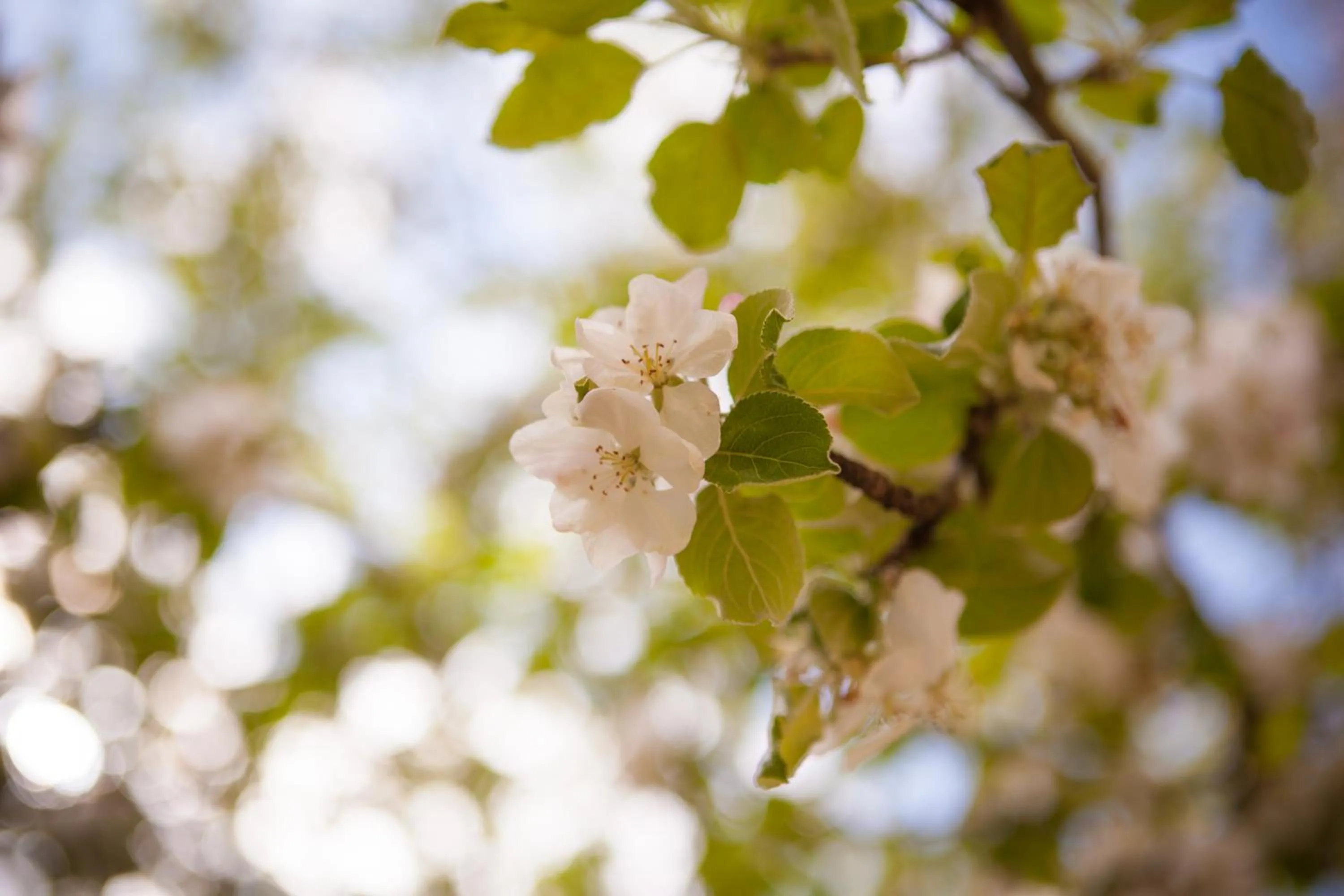 Spring in Beechworth Holiday Park