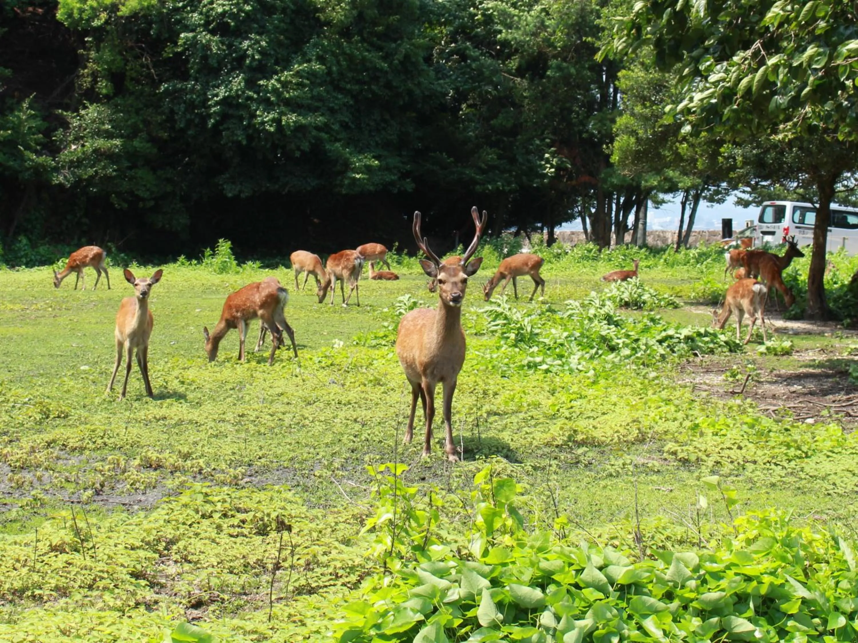 Neighbourhood in Miyajima Seaside Hotel
