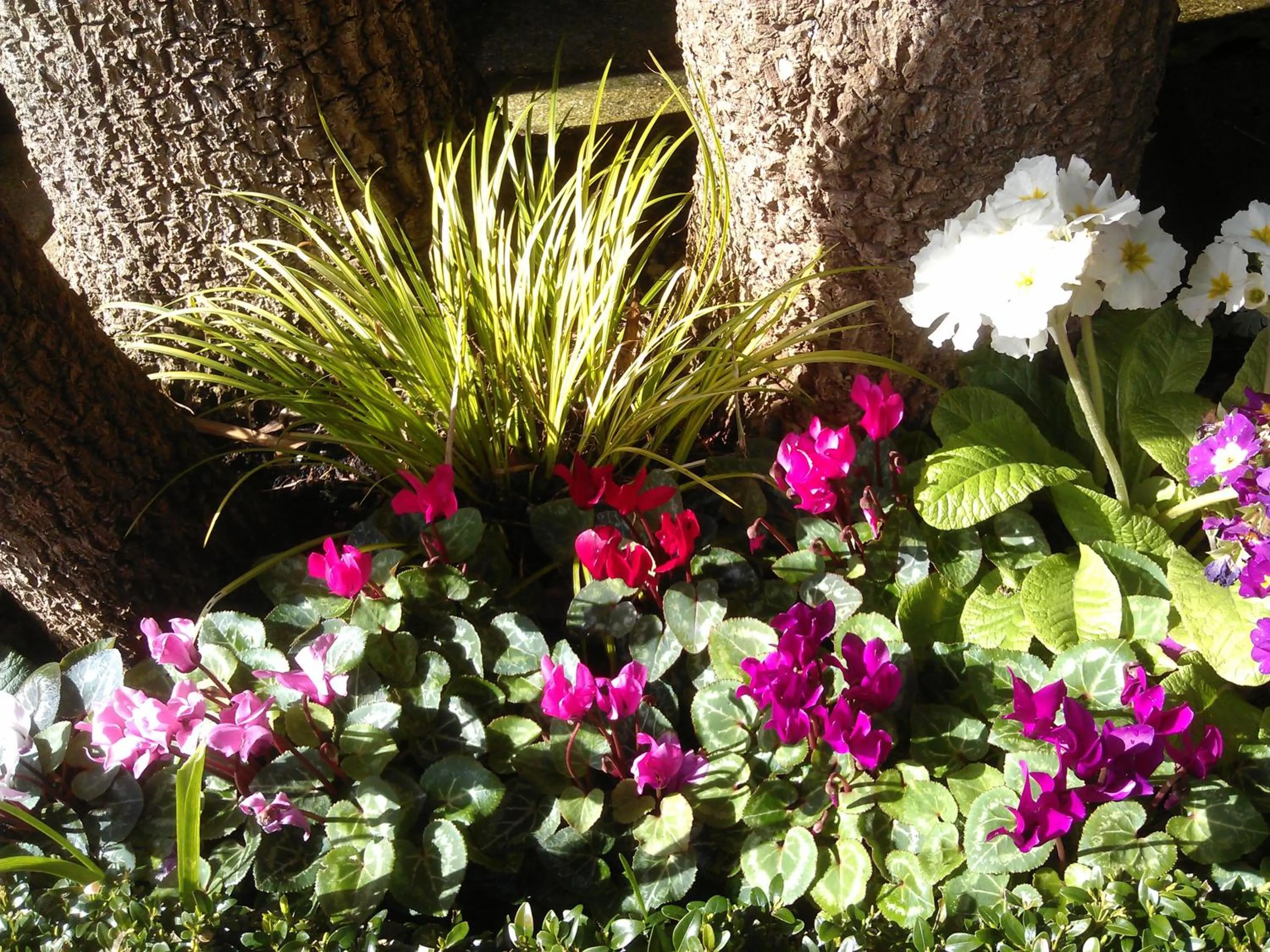 Garden in TOWNHOUSE ROOMS