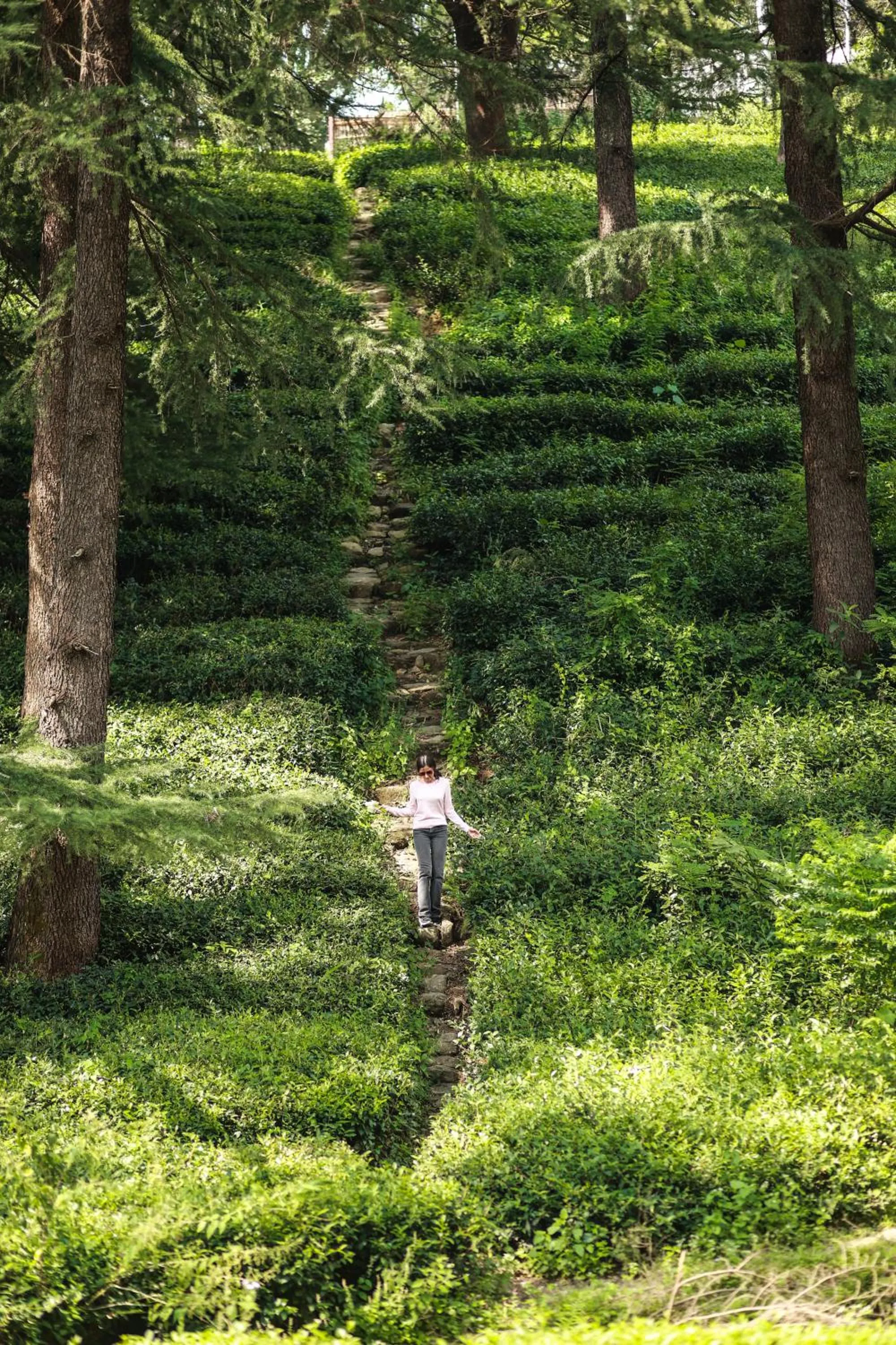 Natural landscape in Lamrin Norwood Green Palampur, Himachal Pradesh