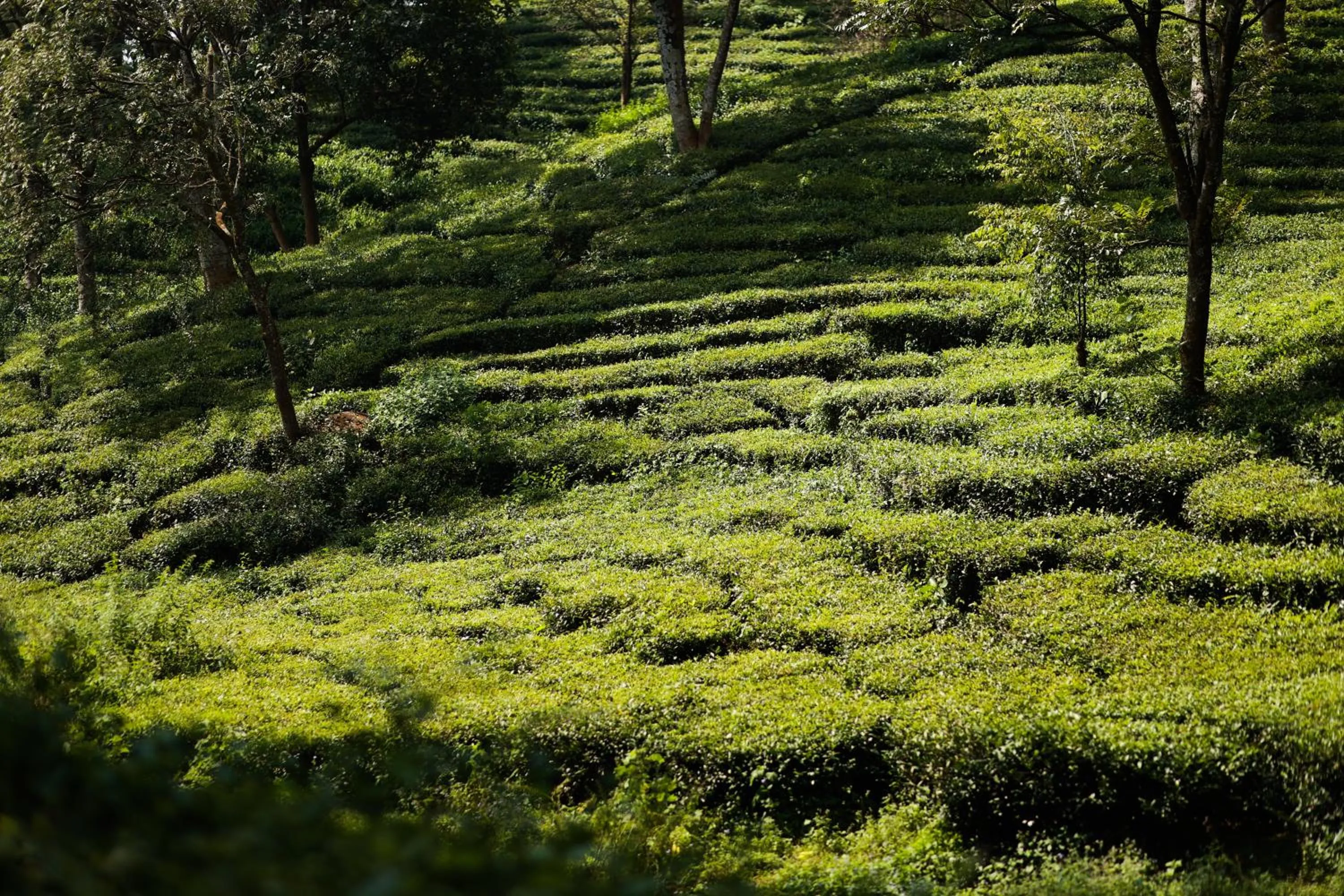Natural landscape in Lamrin Norwood Green Palampur, Himachal Pradesh