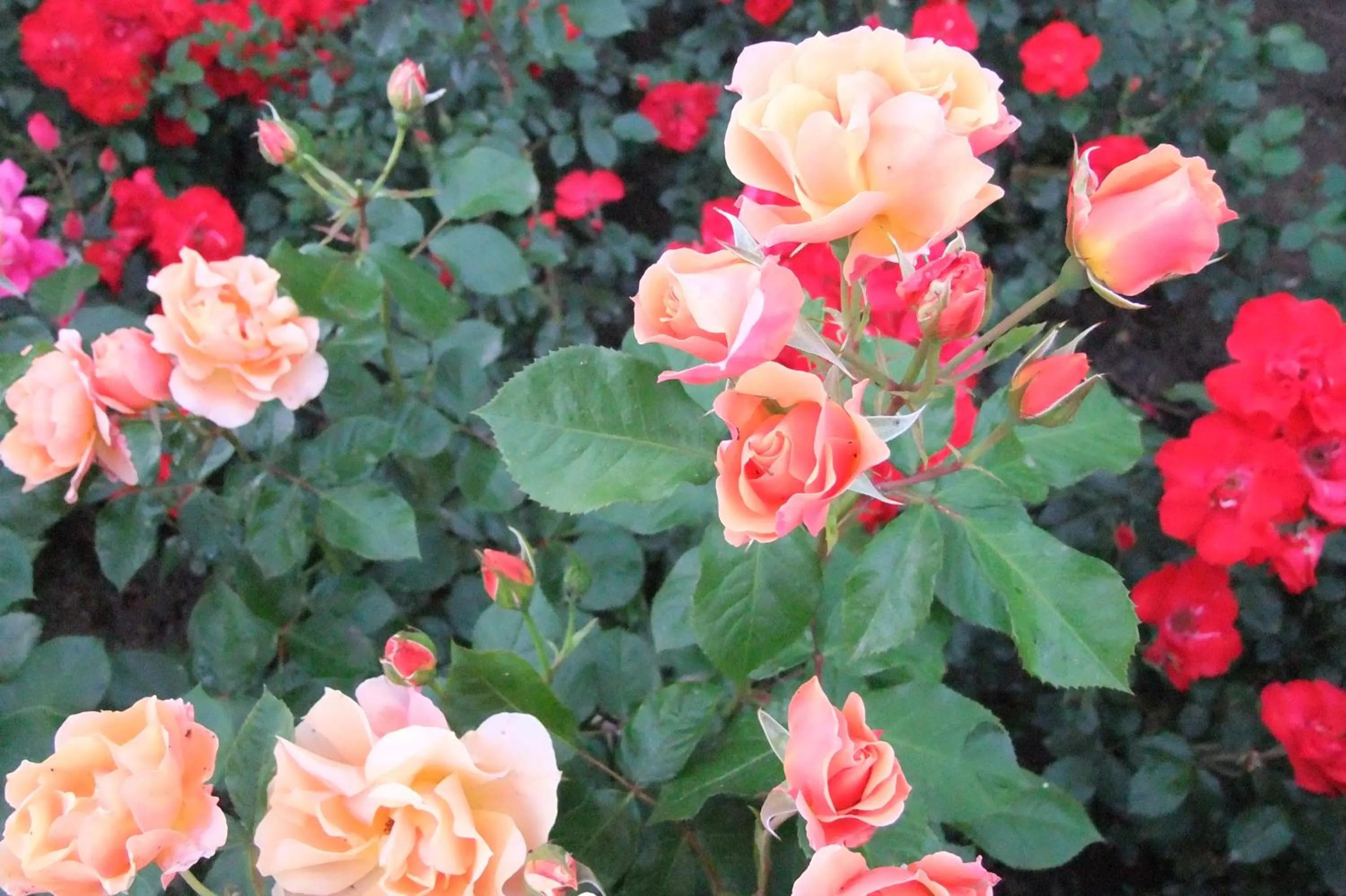 Spring in Feudogrande Bio Relais Hotel