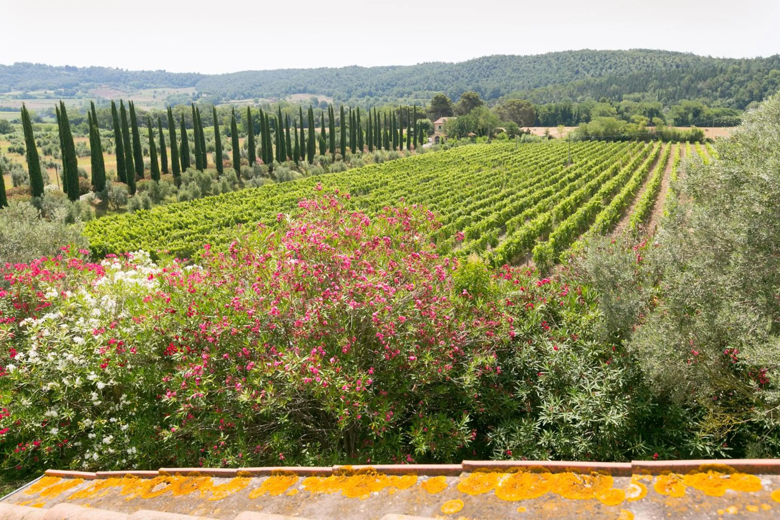 Bird's eye view in VILLA LIGUSTRO