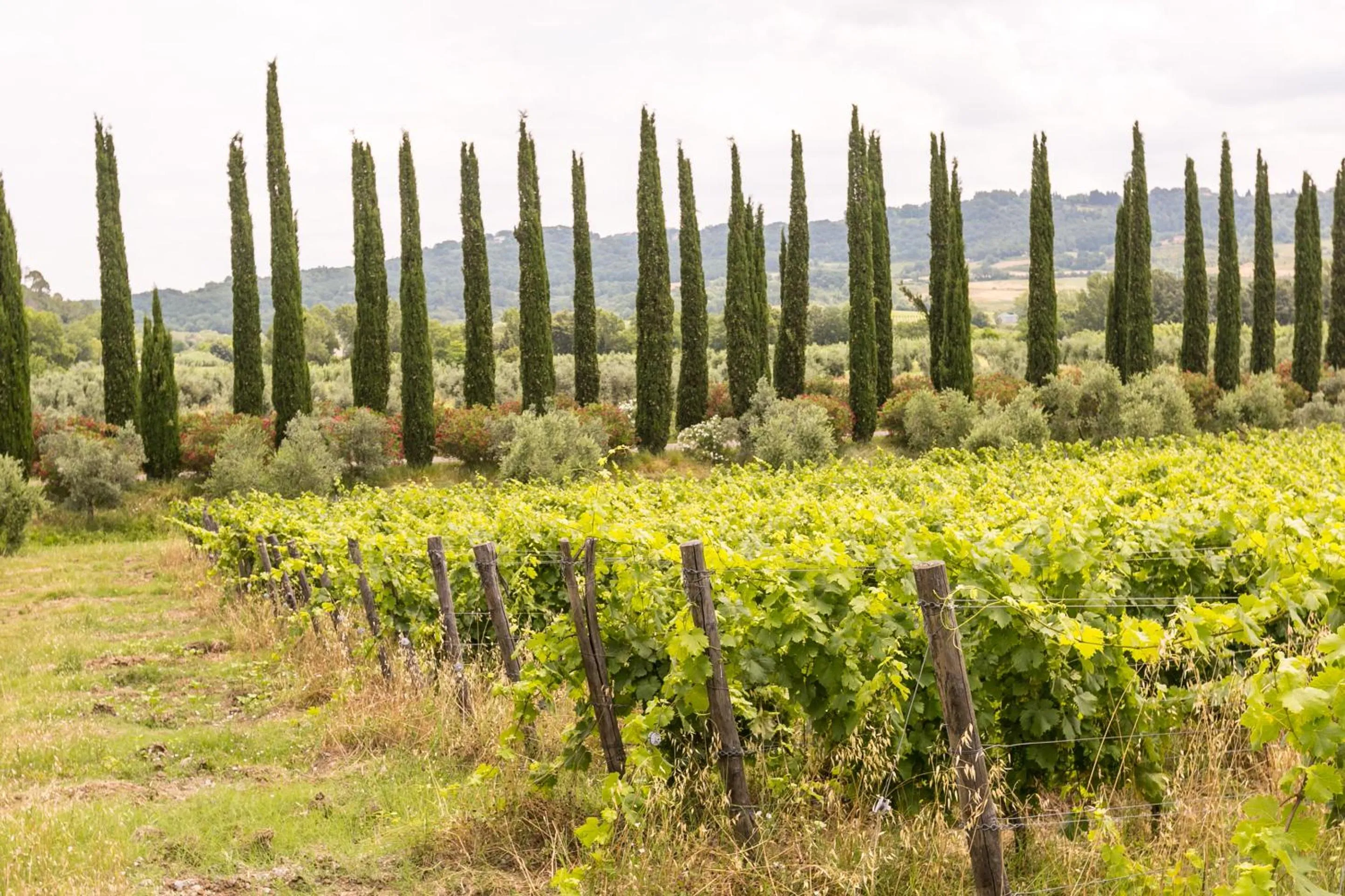 Natural landscape in VILLA LIGUSTRO