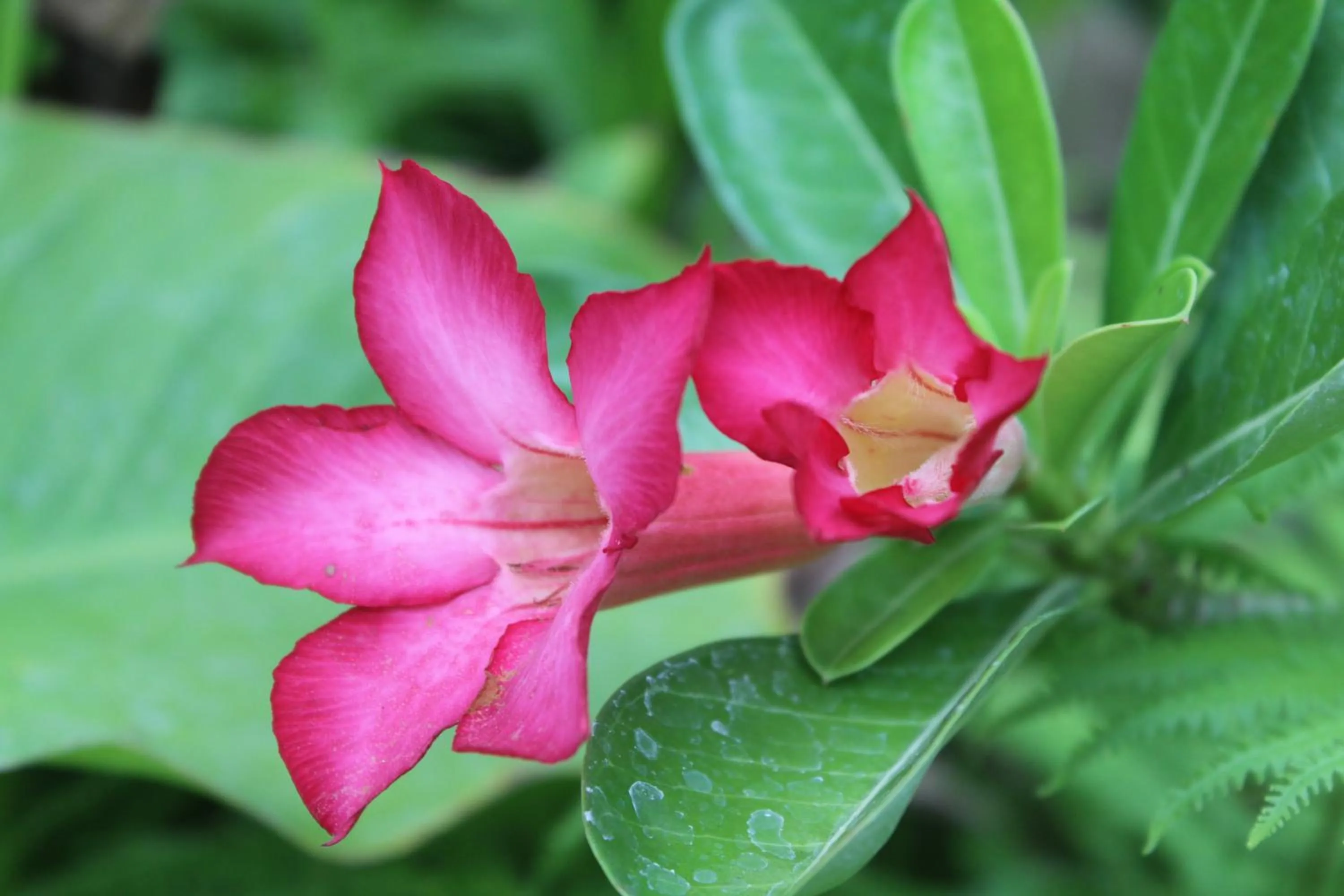 Halumba Eco Villa Bali