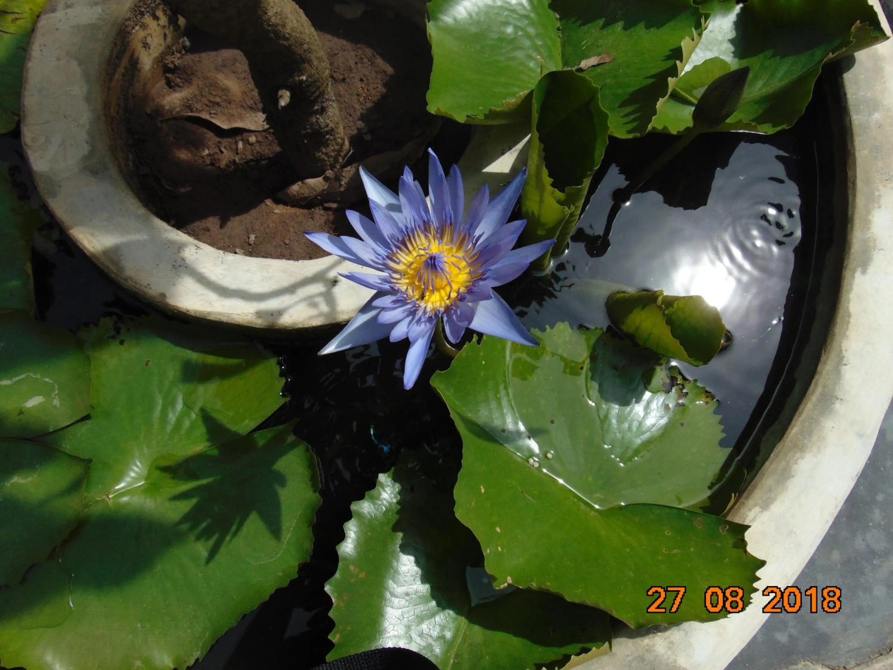 Garden in SRI LANKAN VILLA