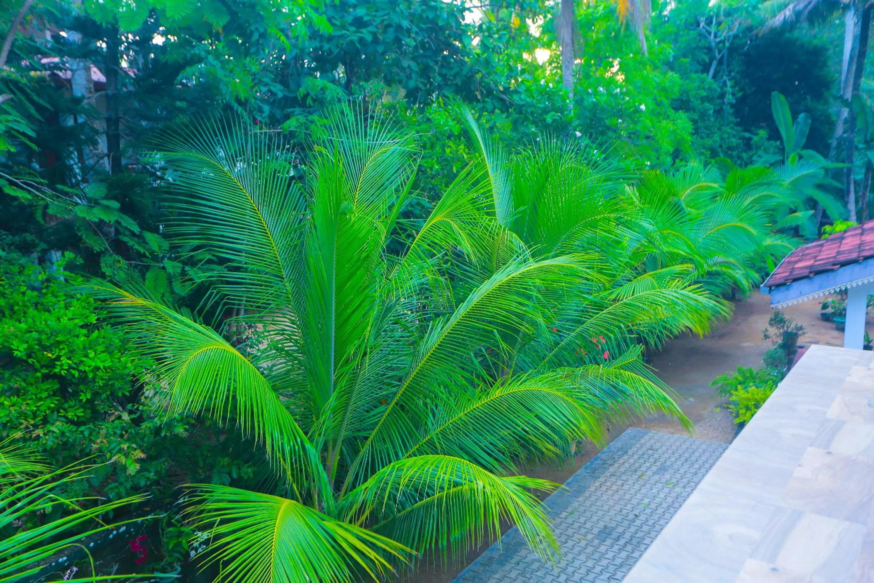 Garden in SRI LANKAN VILLA