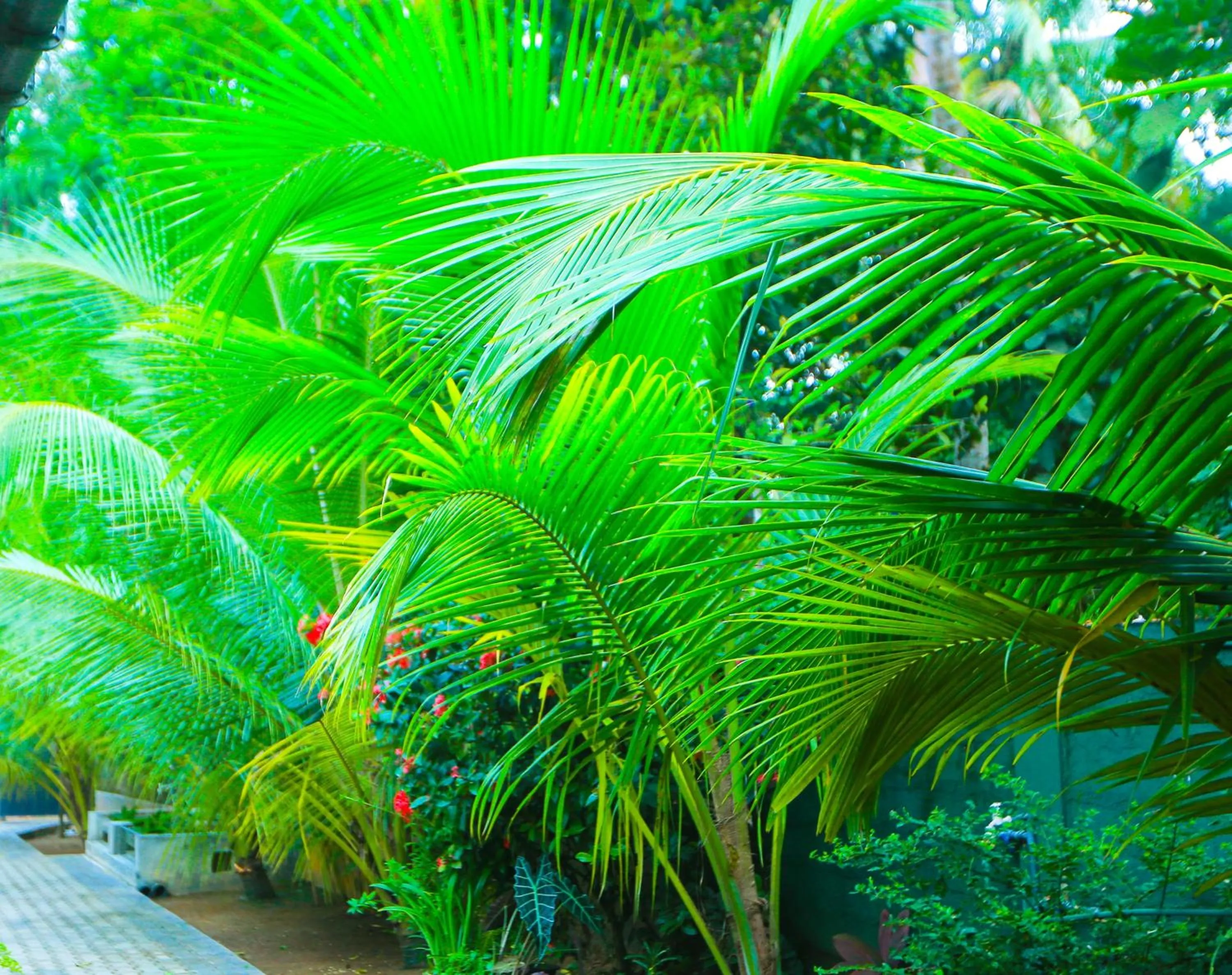 Garden in SRI LANKAN VILLA