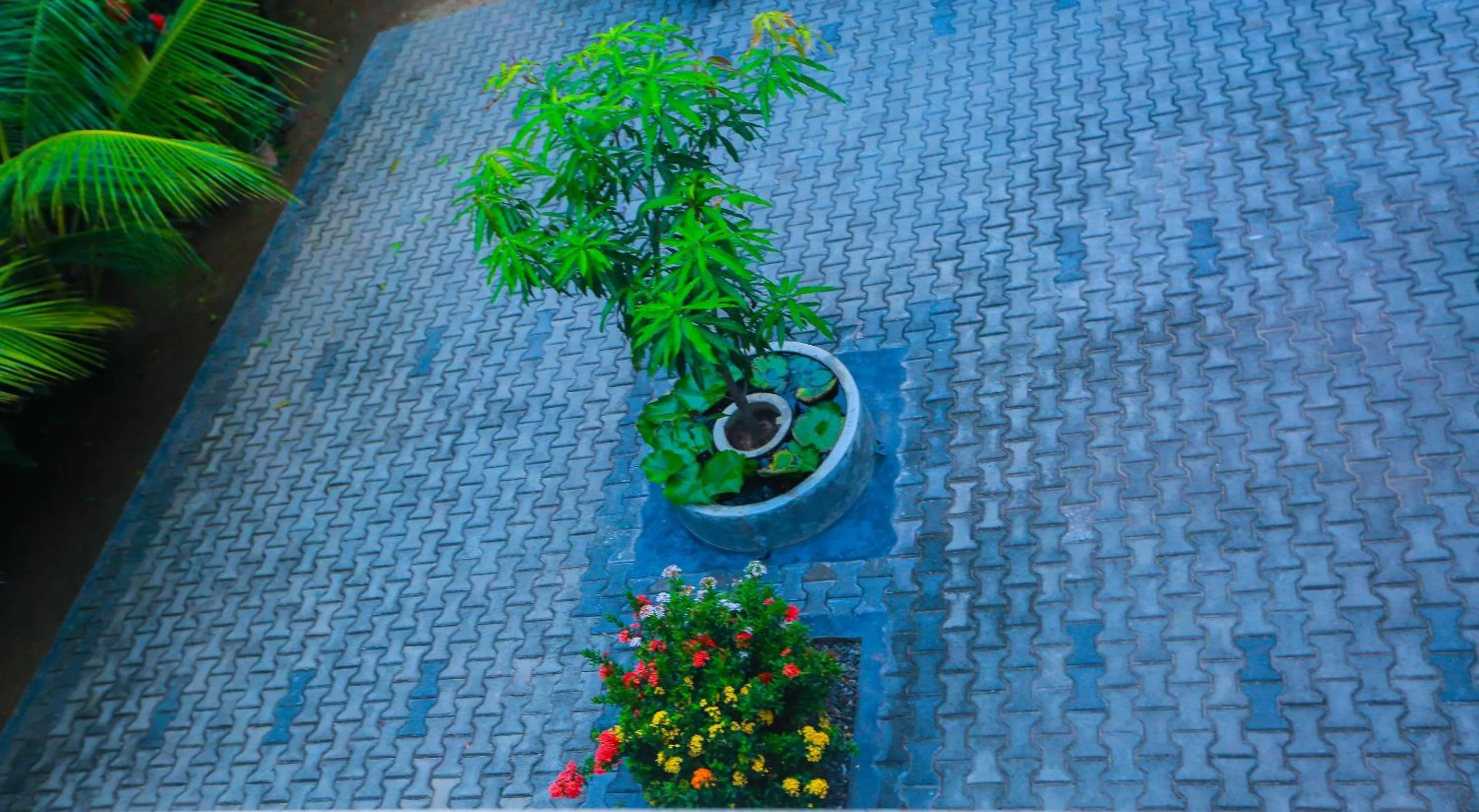 Garden in SRI LANKAN VILLA