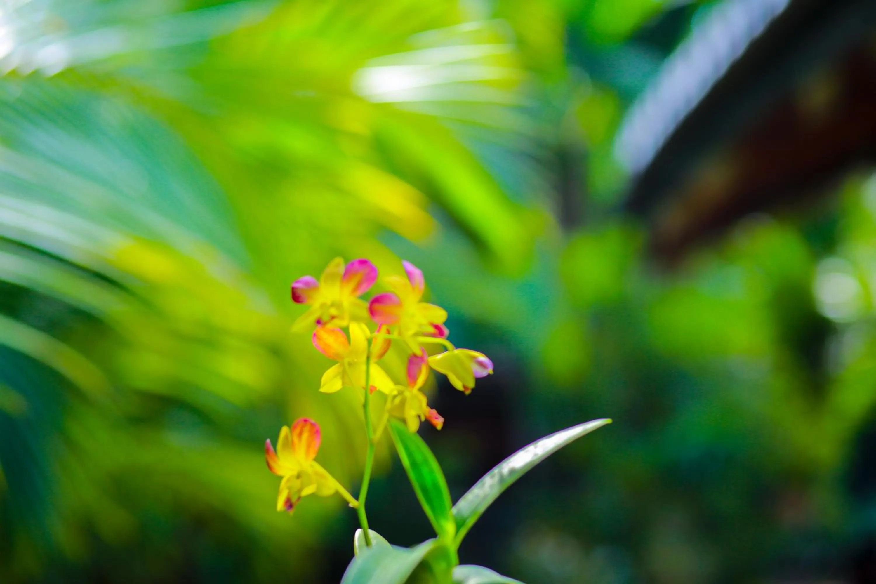 Garden in SRI LANKAN VILLA