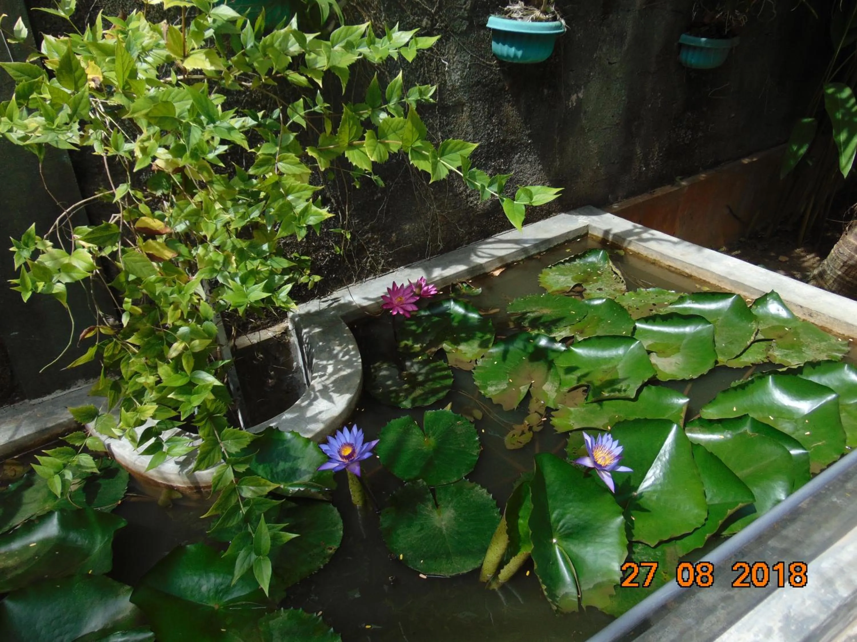 Day in SRI LANKAN VILLA