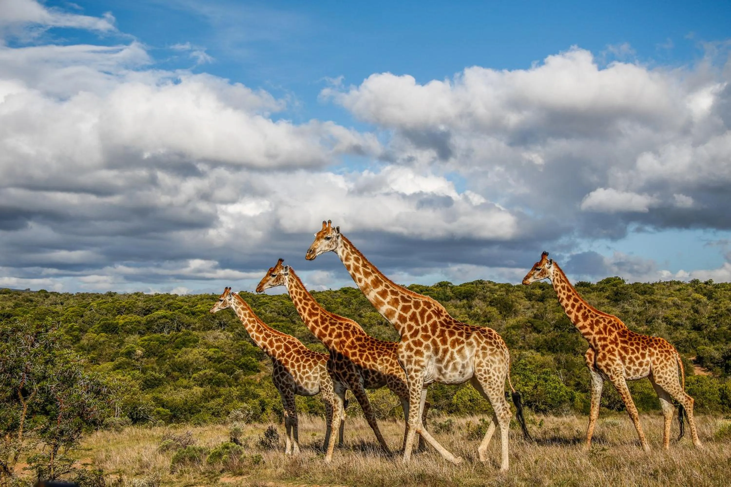 Animals in Pumba Private Game Reserve