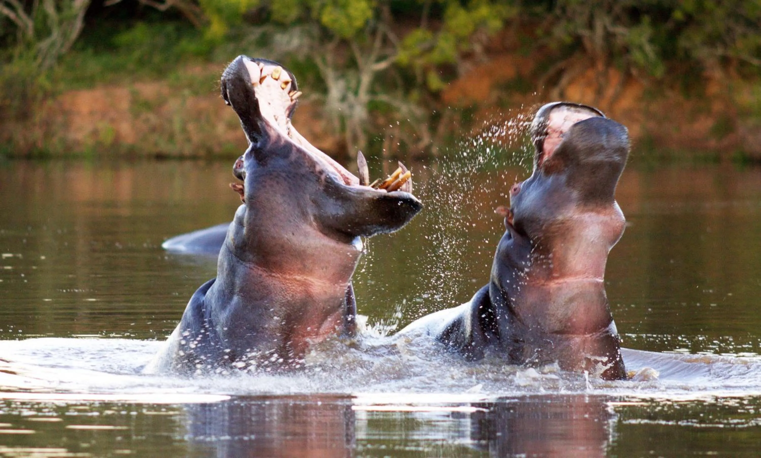 Other in Pumba Private Game Reserve