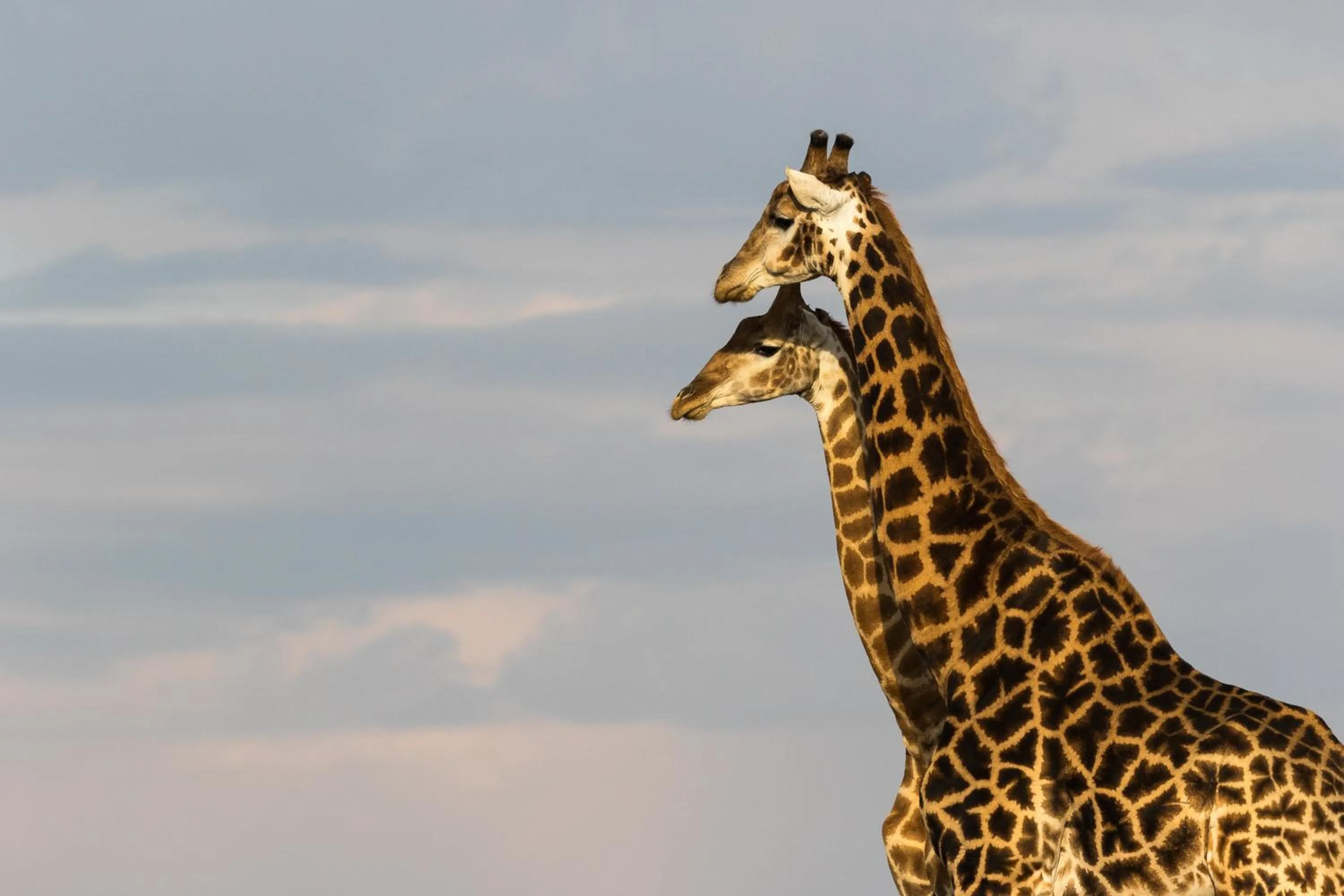 Animals in Pumba Private Game Reserve