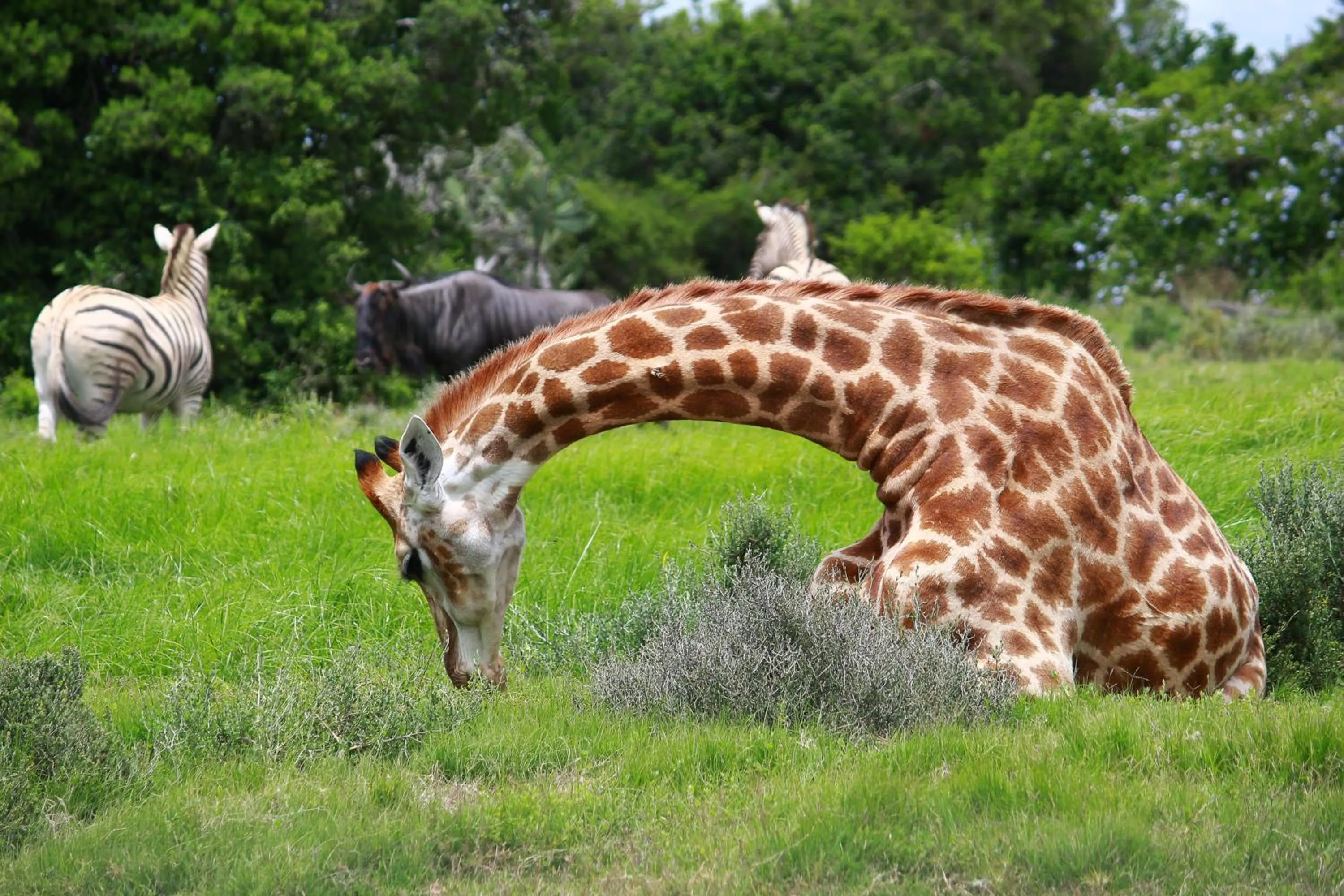 Animals in Pumba Private Game Reserve