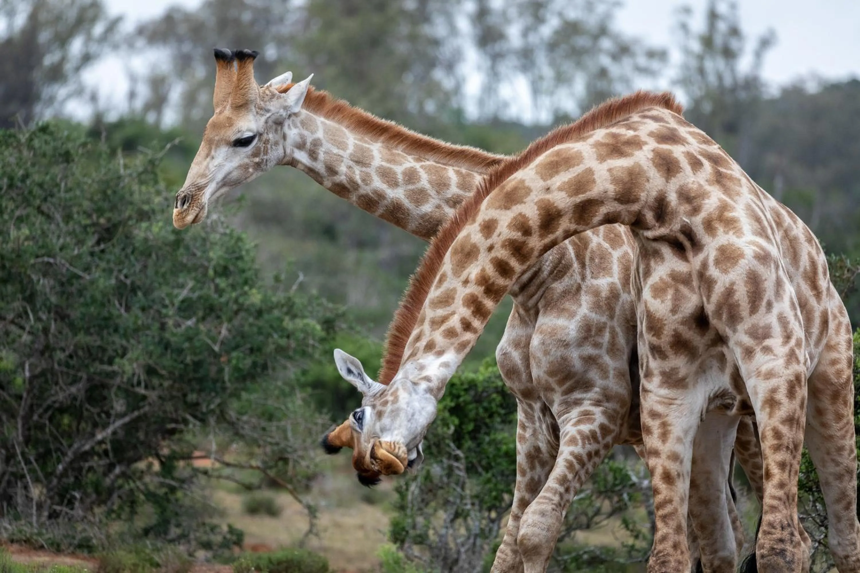 Animals in Pumba Private Game Reserve
