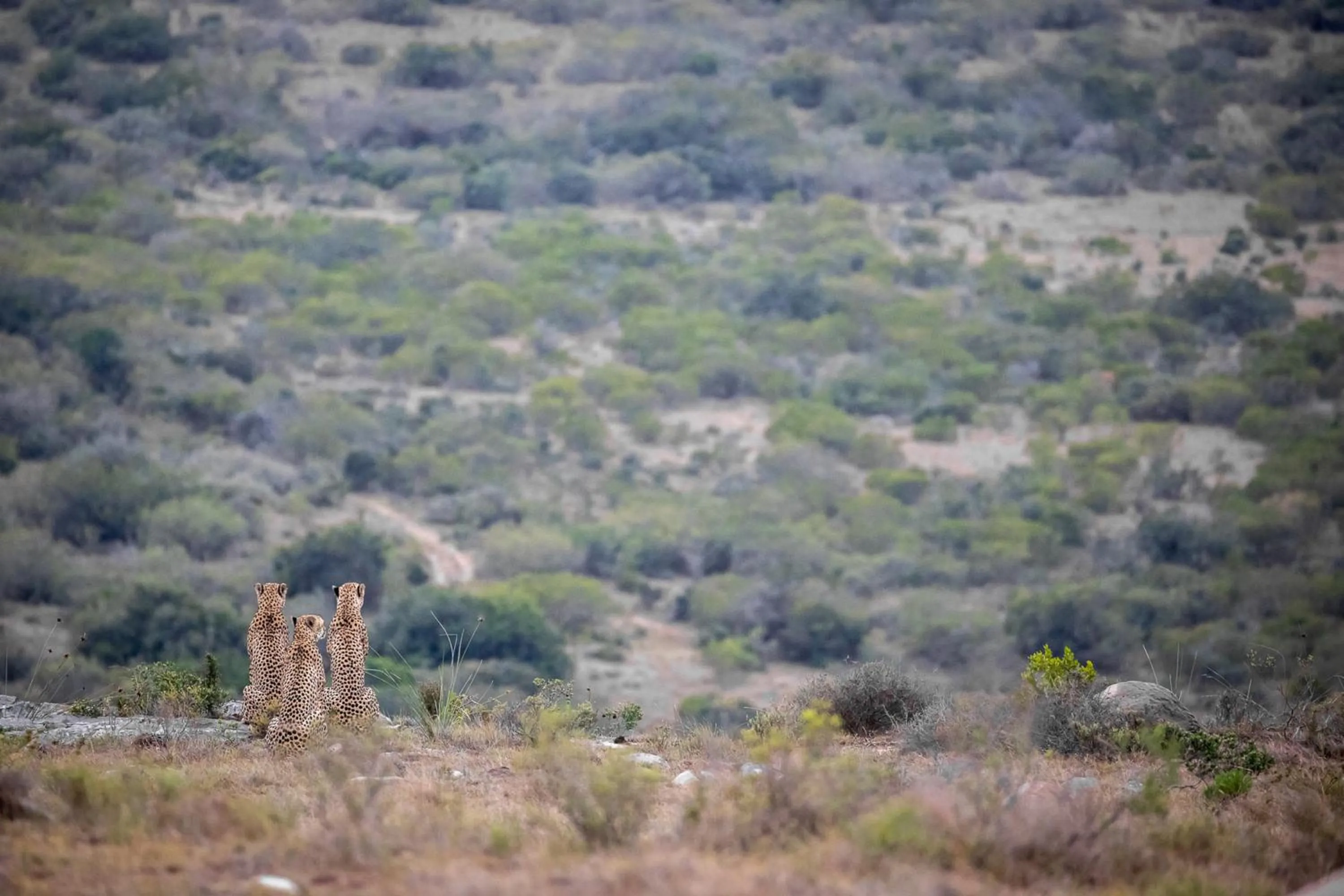 Animals in Pumba Private Game Reserve