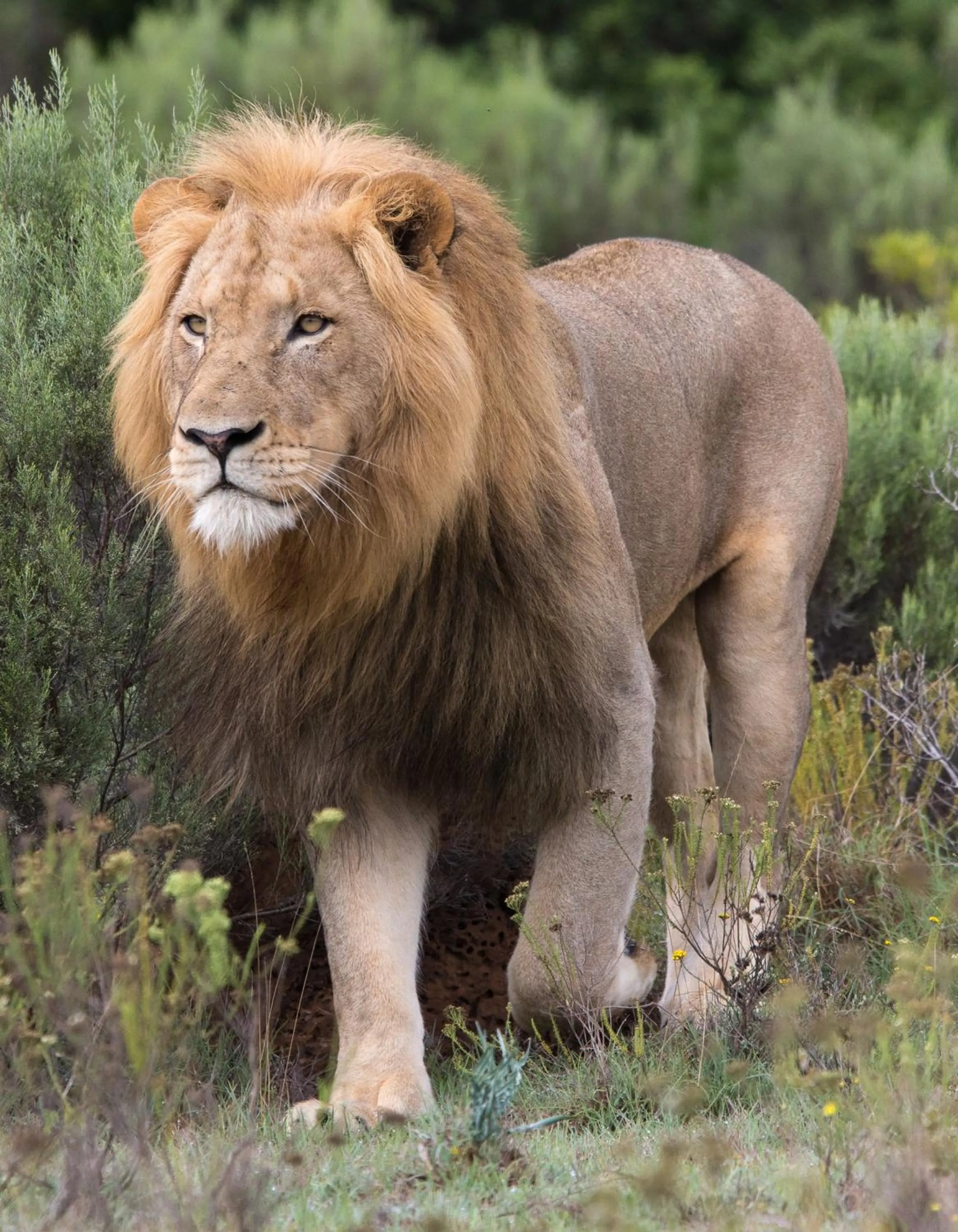 Animals in Pumba Private Game Reserve