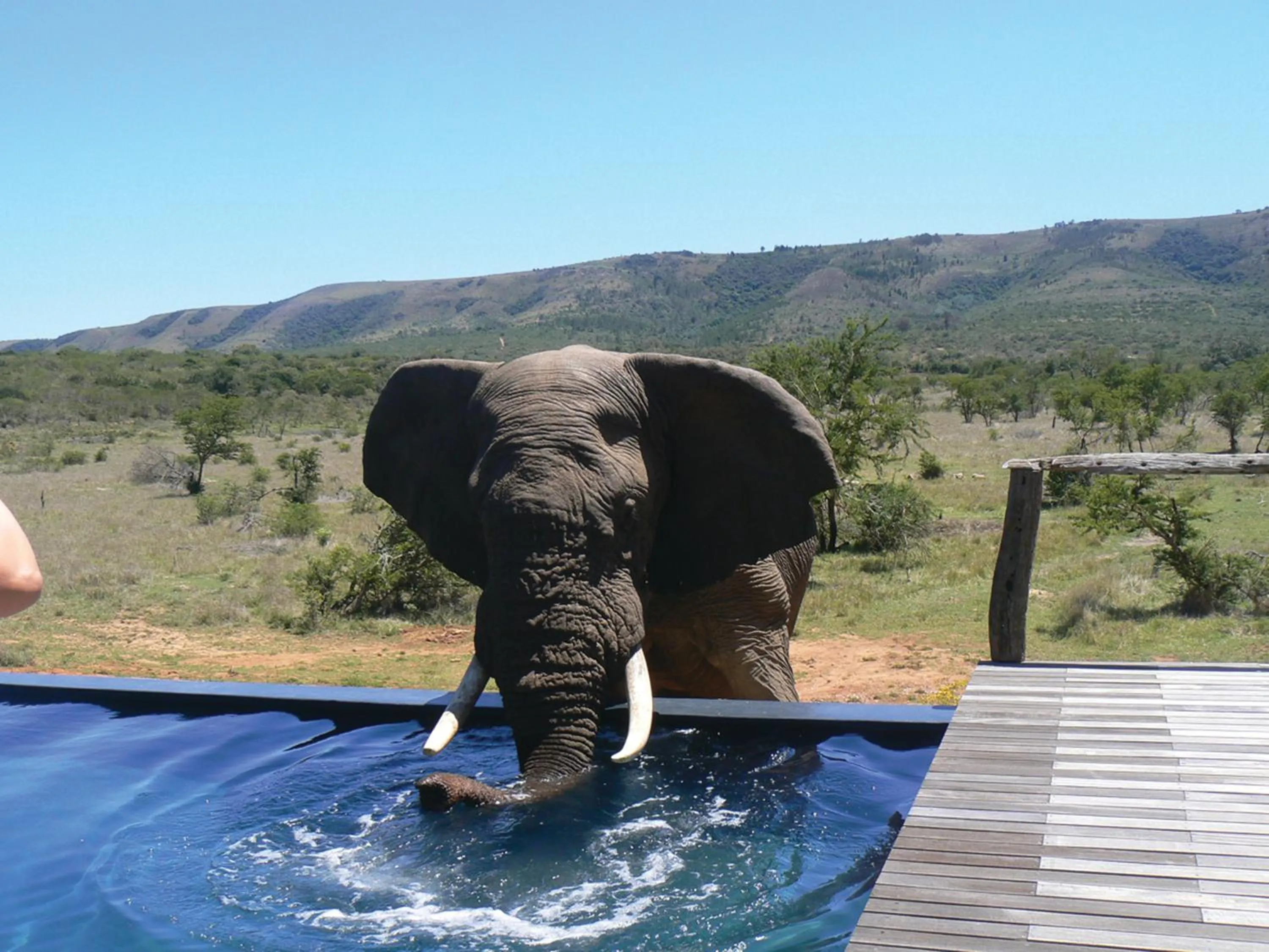 Swimming pool in Pumba Private Game Reserve