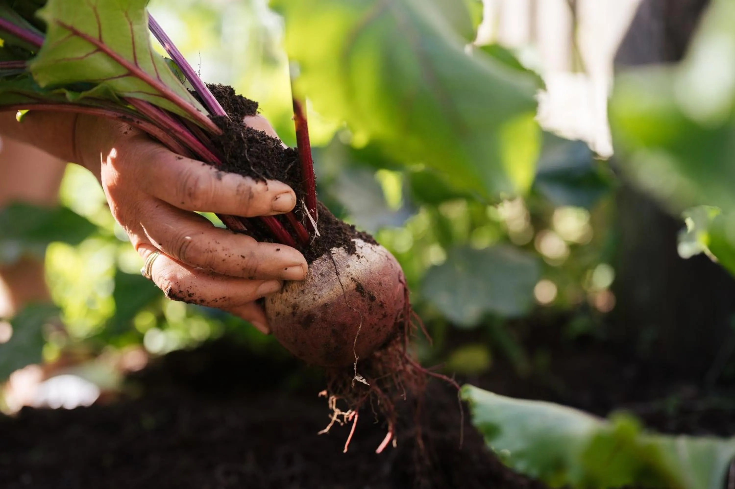 Garden in Hotel Gasthaus Post