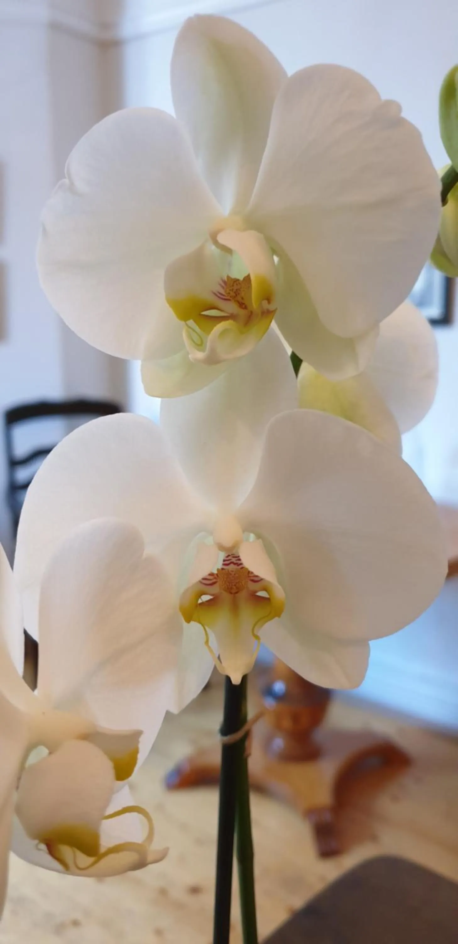 Leopold Boutique Hotel