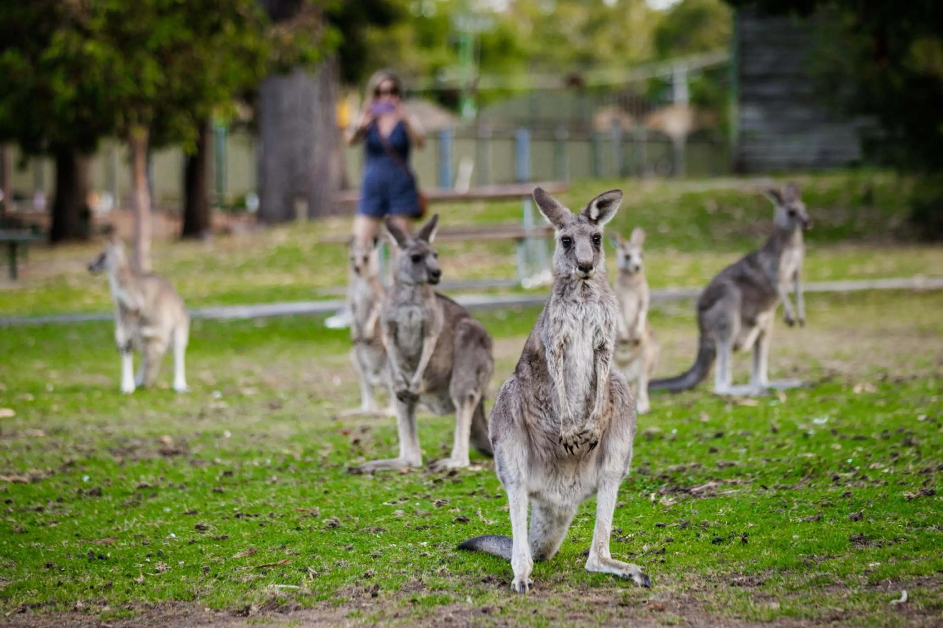 Animals in YHA Grampians Eco, Halls Gap