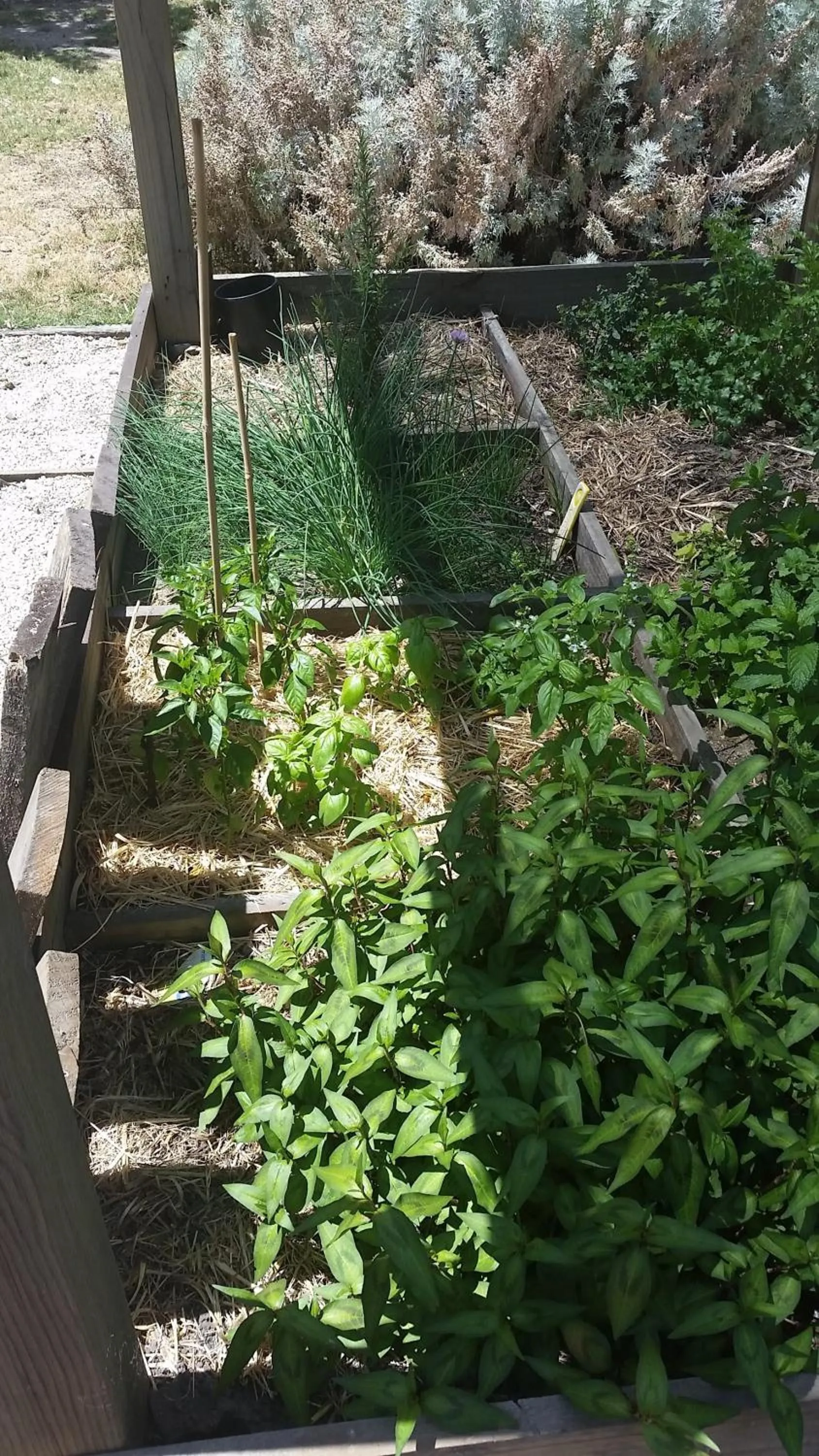 Garden in YHA Grampians Eco, Halls Gap