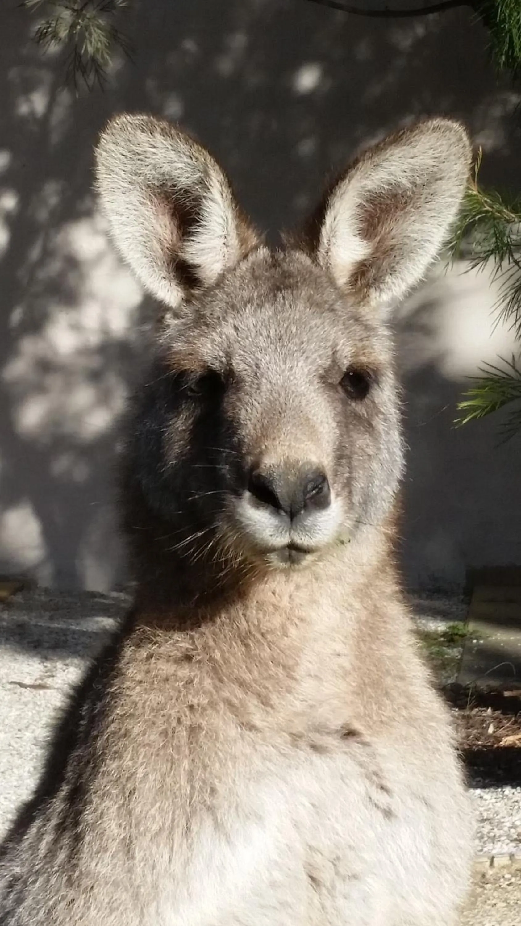 Animals in YHA Grampians Eco, Halls Gap