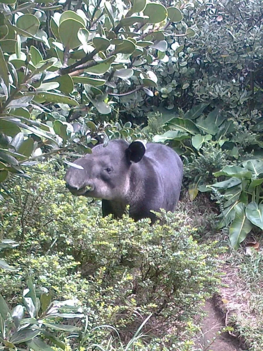 Hotel Rincón de la Vieja Lodge