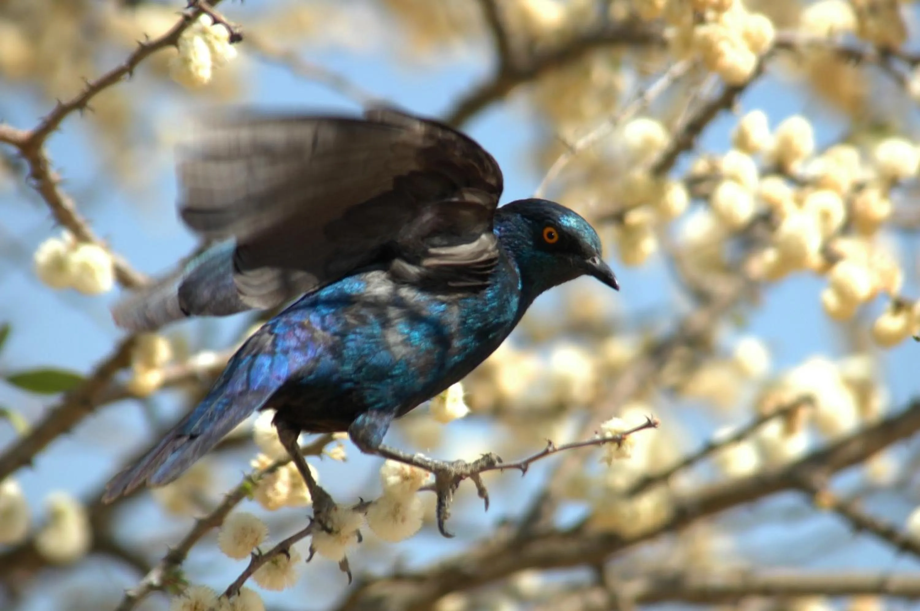 Animals in Arebbusch Travel Lodge